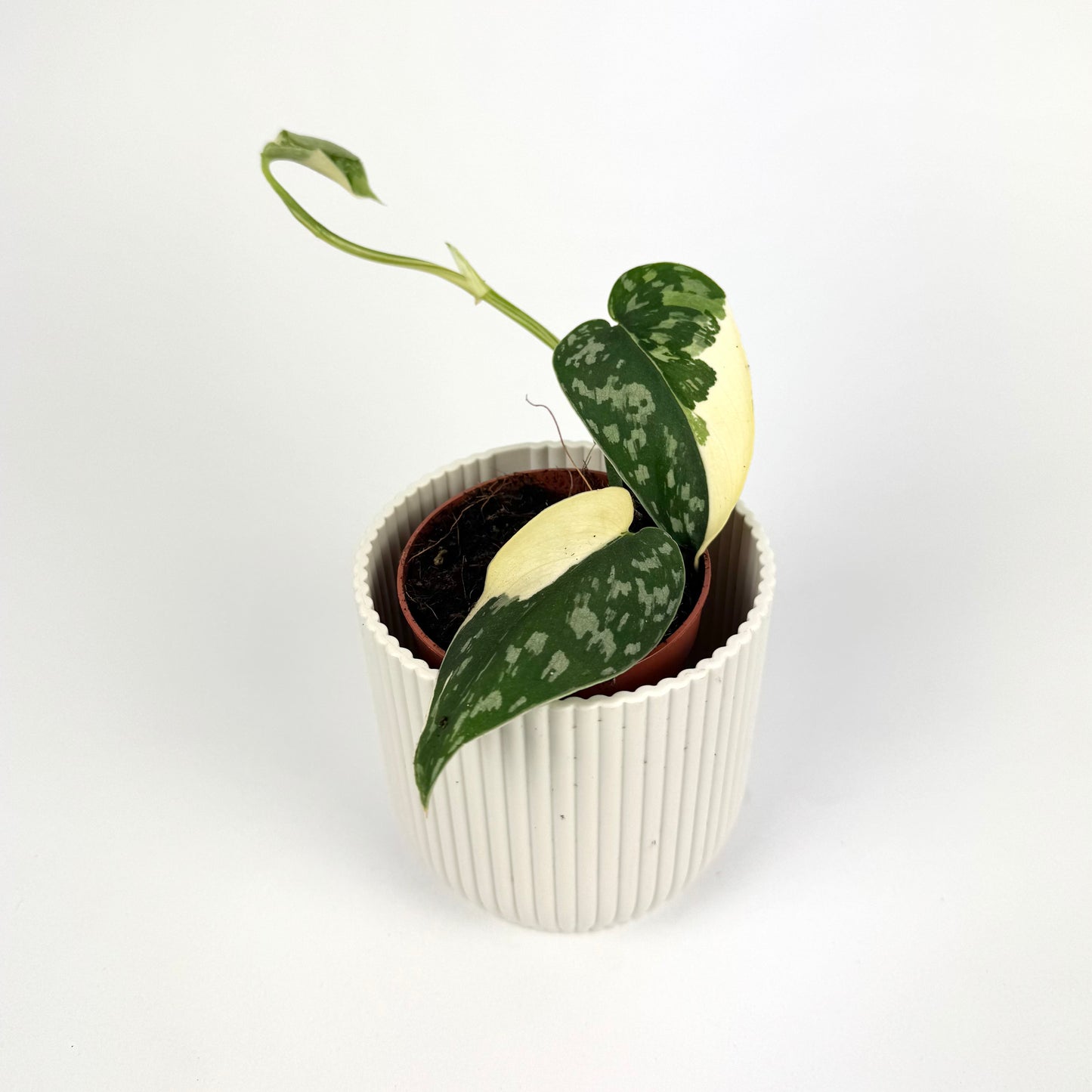 Scindapsus Mayari Variegated 10.5cm Pot Size Houseplant