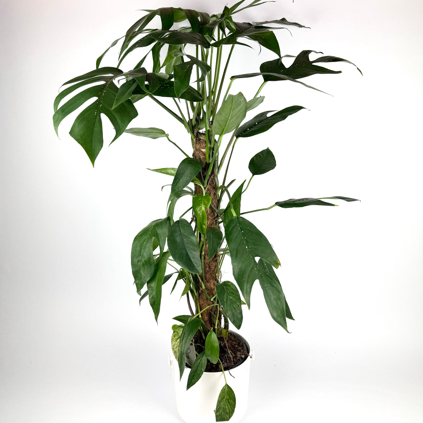 Large Epipremnum Baltic Blue Mint Variegated 17cm Pot Size Houseplant