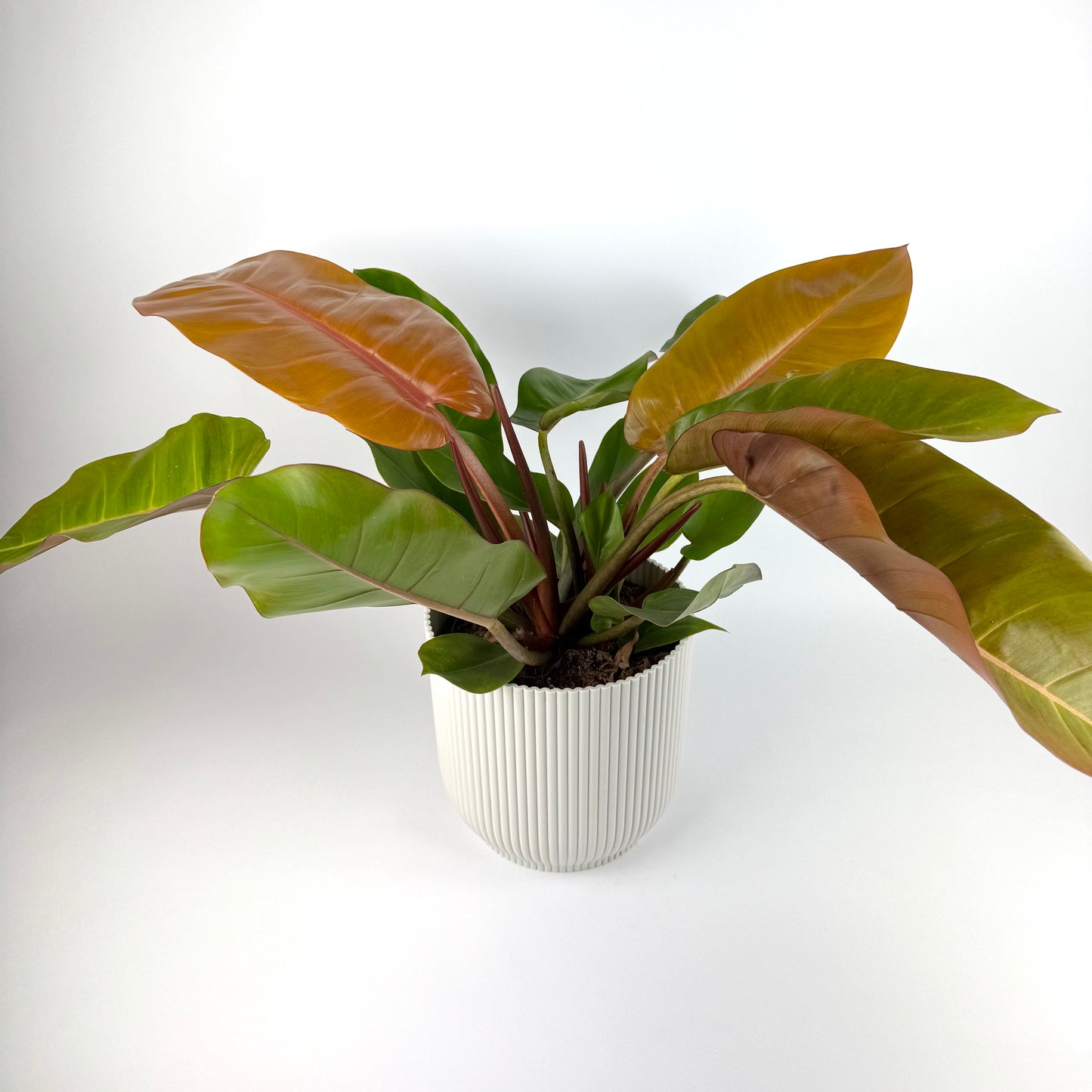 Philodendron Prince Of Orange 19cm Houseplant