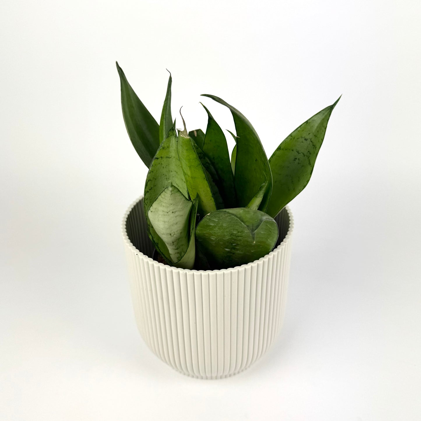 Snake Moonshine Indoor Houseplant