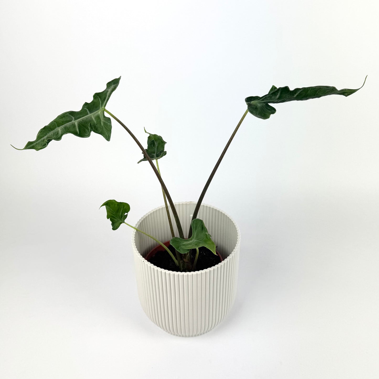 Alocasia Teletubby 12cm Pot Size Houseplant