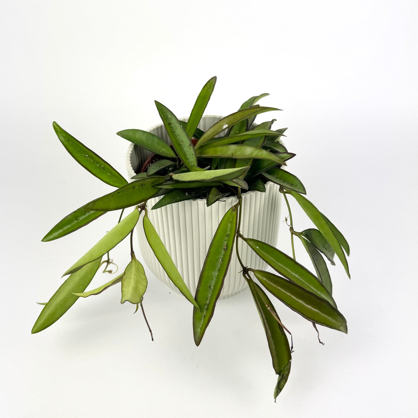 Hoya Wayetti Green 12cm Pot Size Houseplant