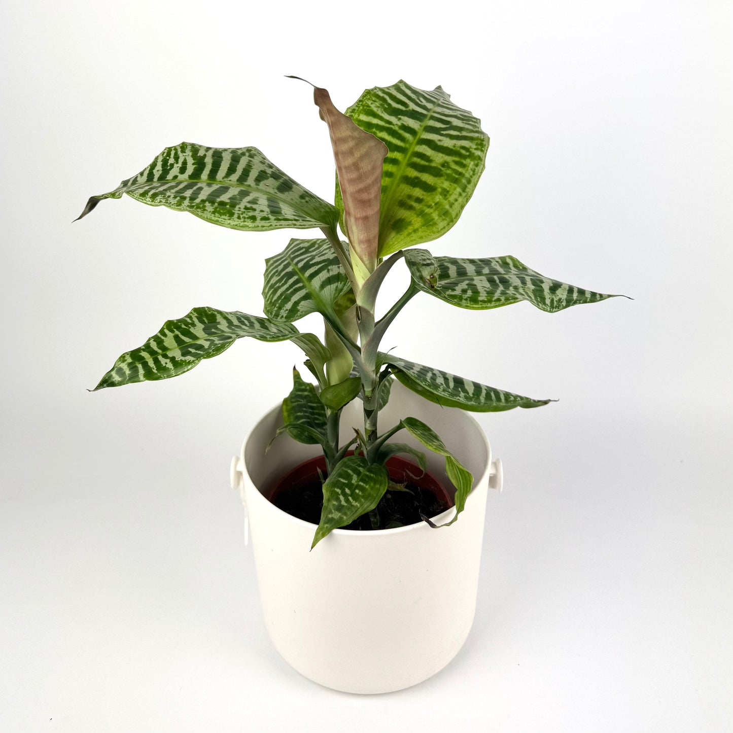 Dracena Goldieana 13cm Houseplant