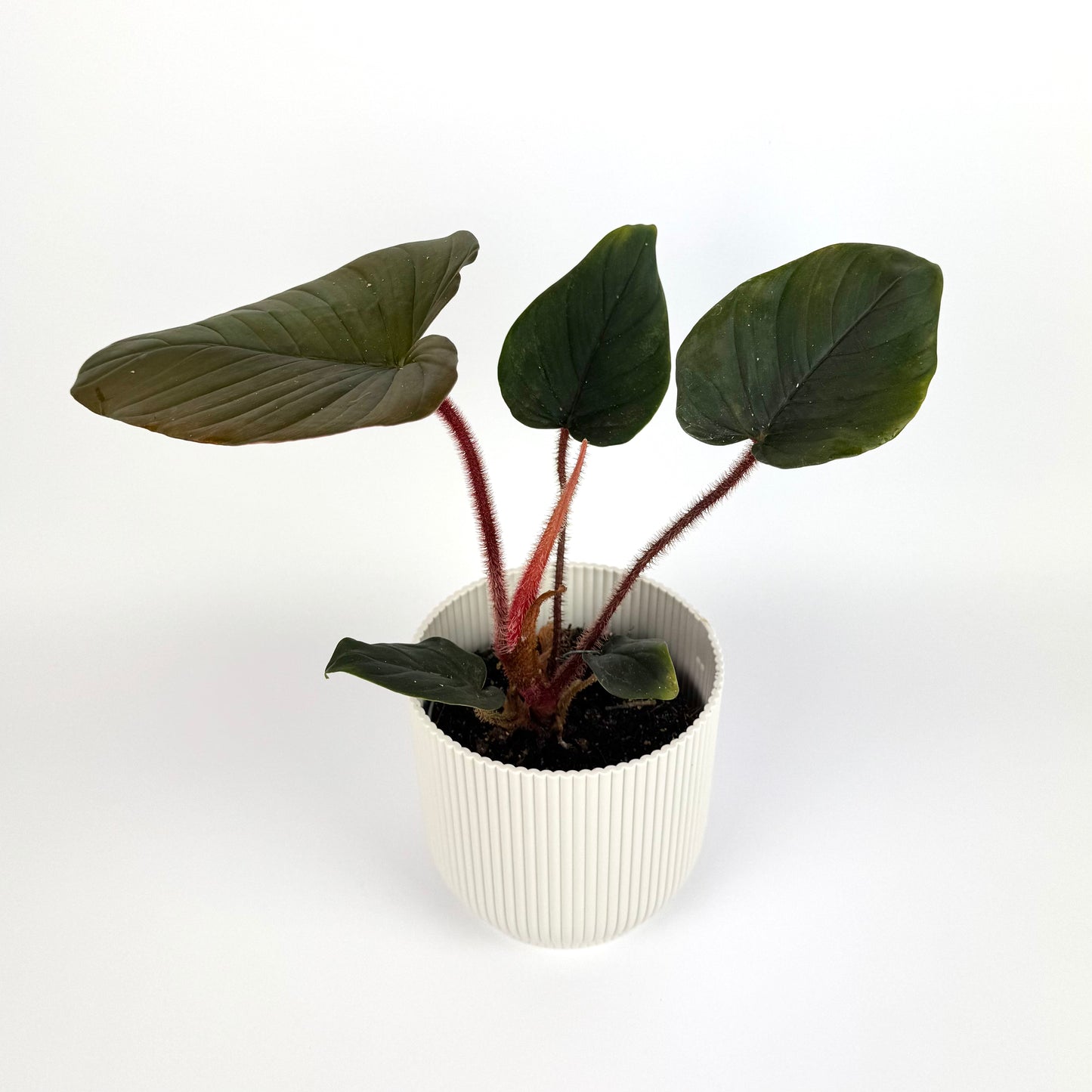 Philodendron Squamiferum Serpens 12cm Potsize Houseplant