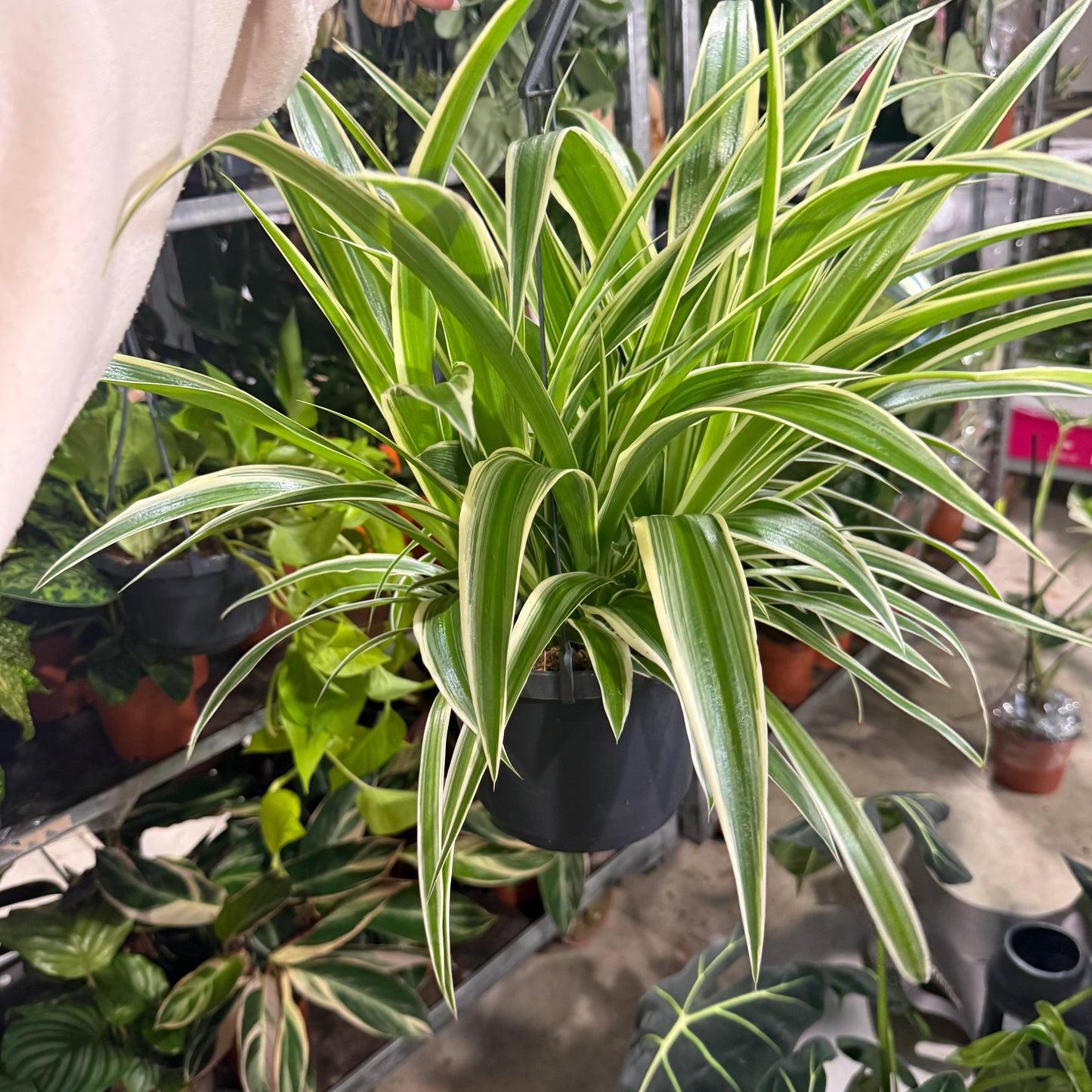 Chlorophytum Laxum 17cm Pot Size Hanging Houseplant
