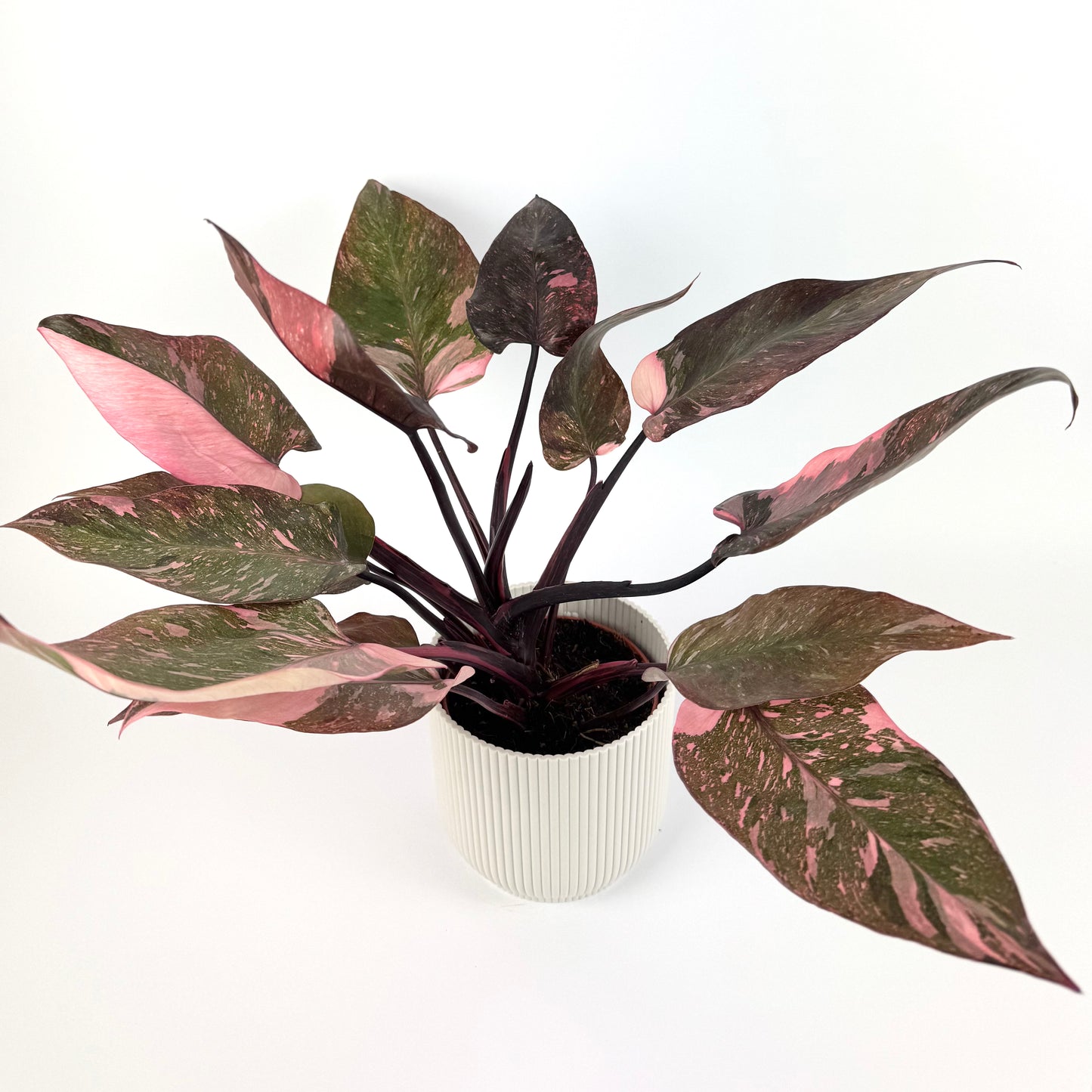 Philodendron Pink Princess Galaxy 12cm Houseplant
