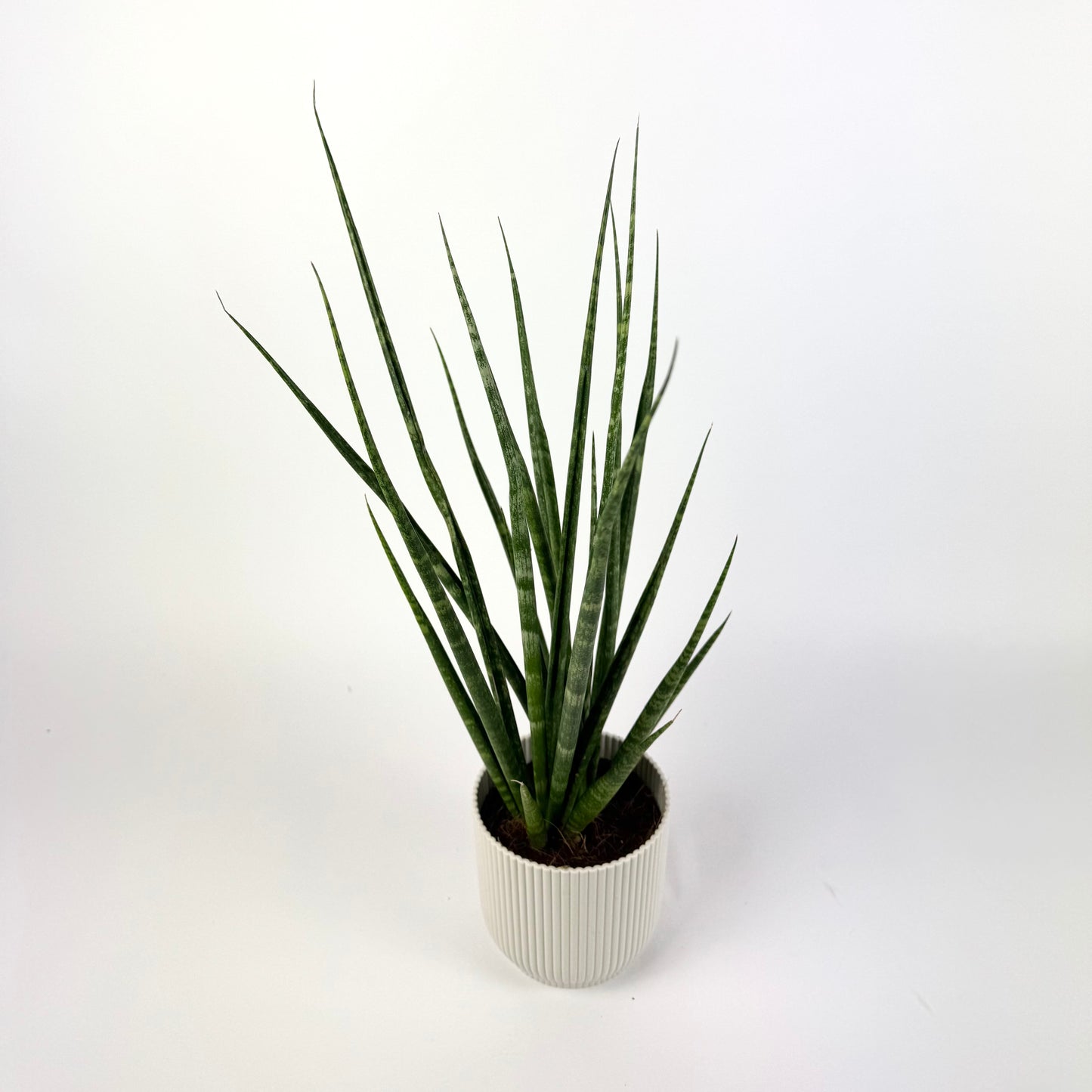 Snake Digitorum 10.5cm Houseplant