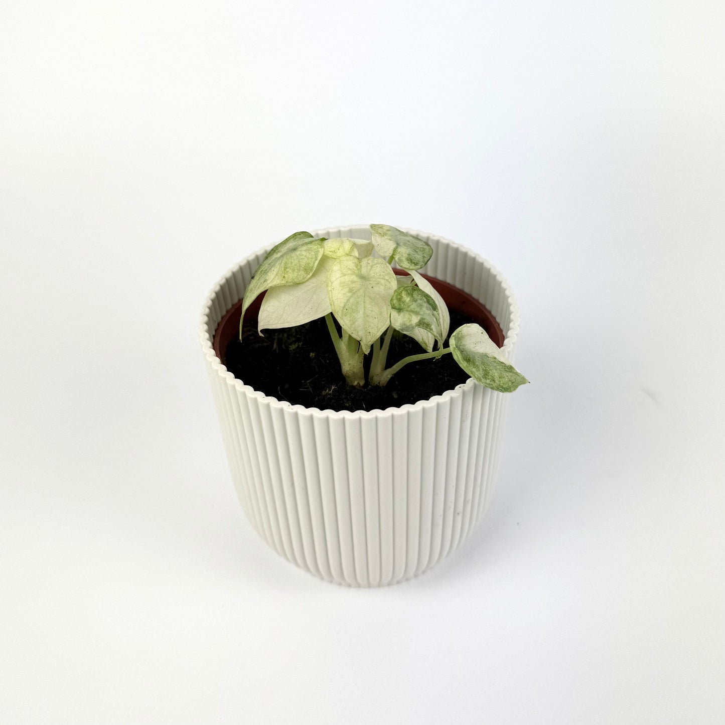 Alocasia Ninja Tricolor 10.5cm Houseplant