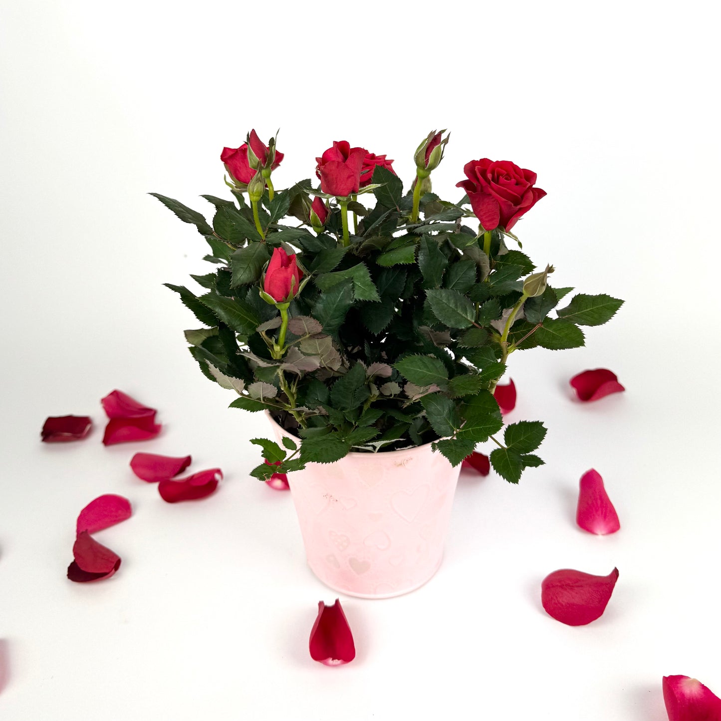 Valentine's Red Rose Plant