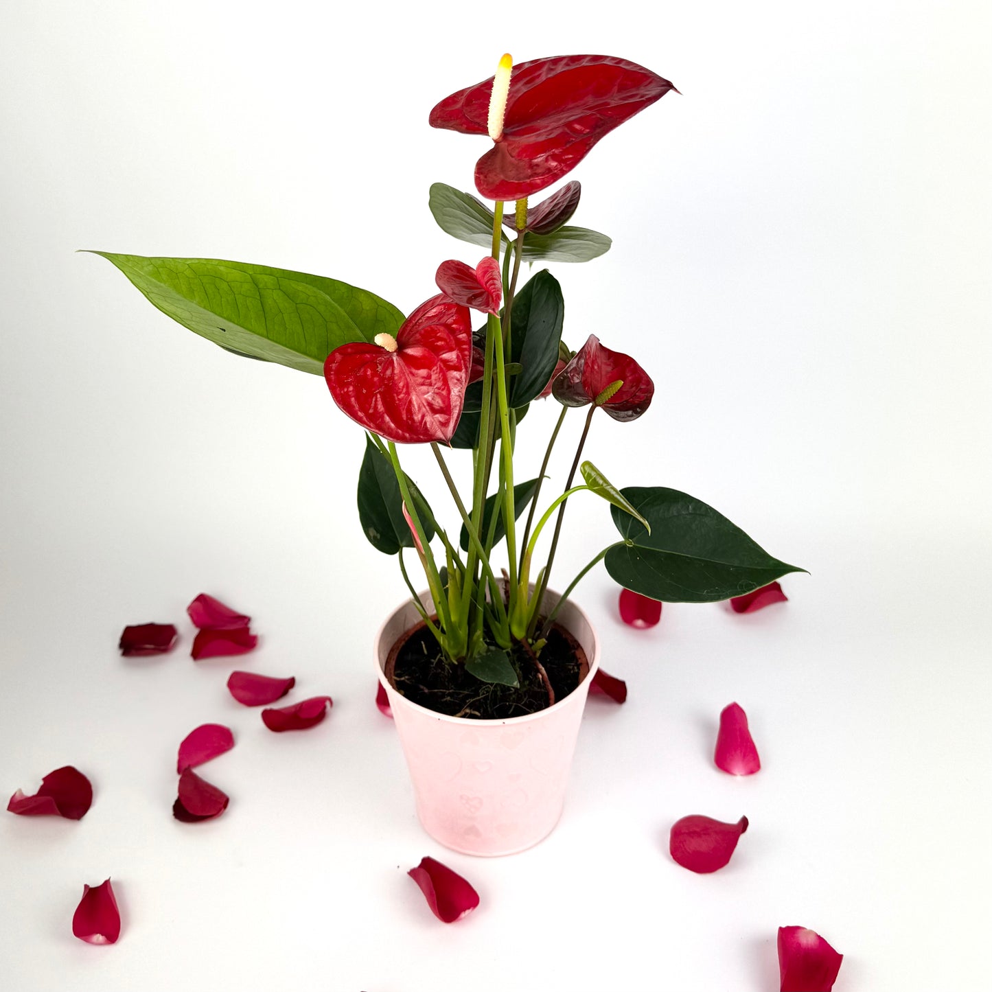Valentine's Red Anthurium Houseplant