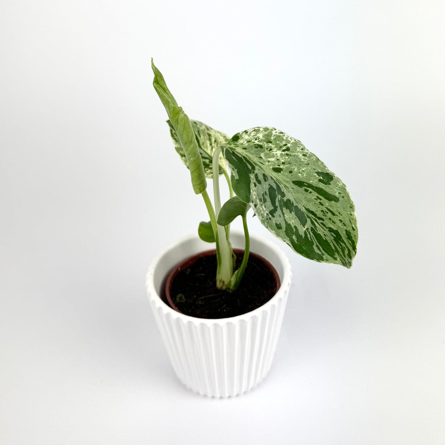 Monstera Bulbasaur 6cm Houseplant