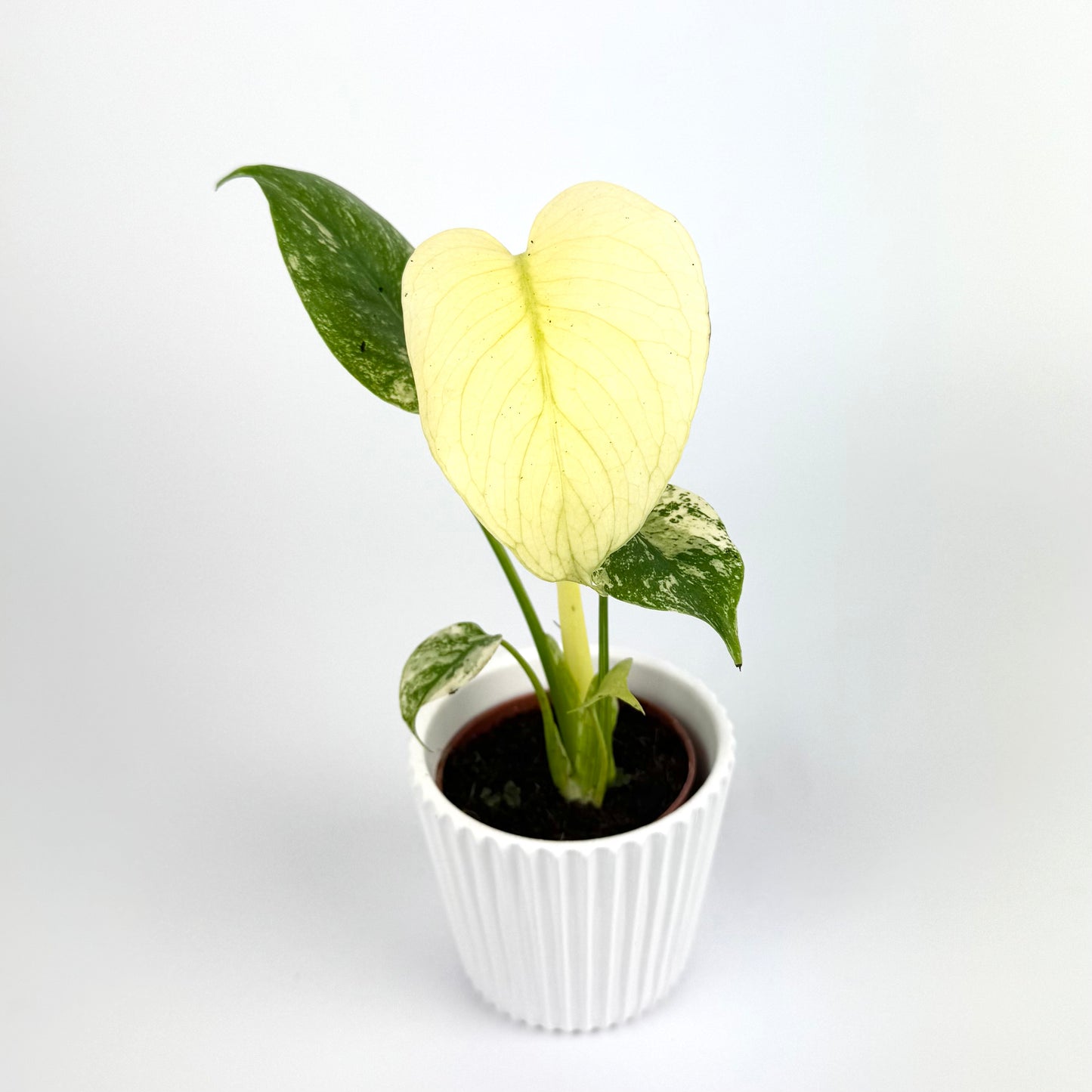 Monstera White Monster 6cm Houseplant