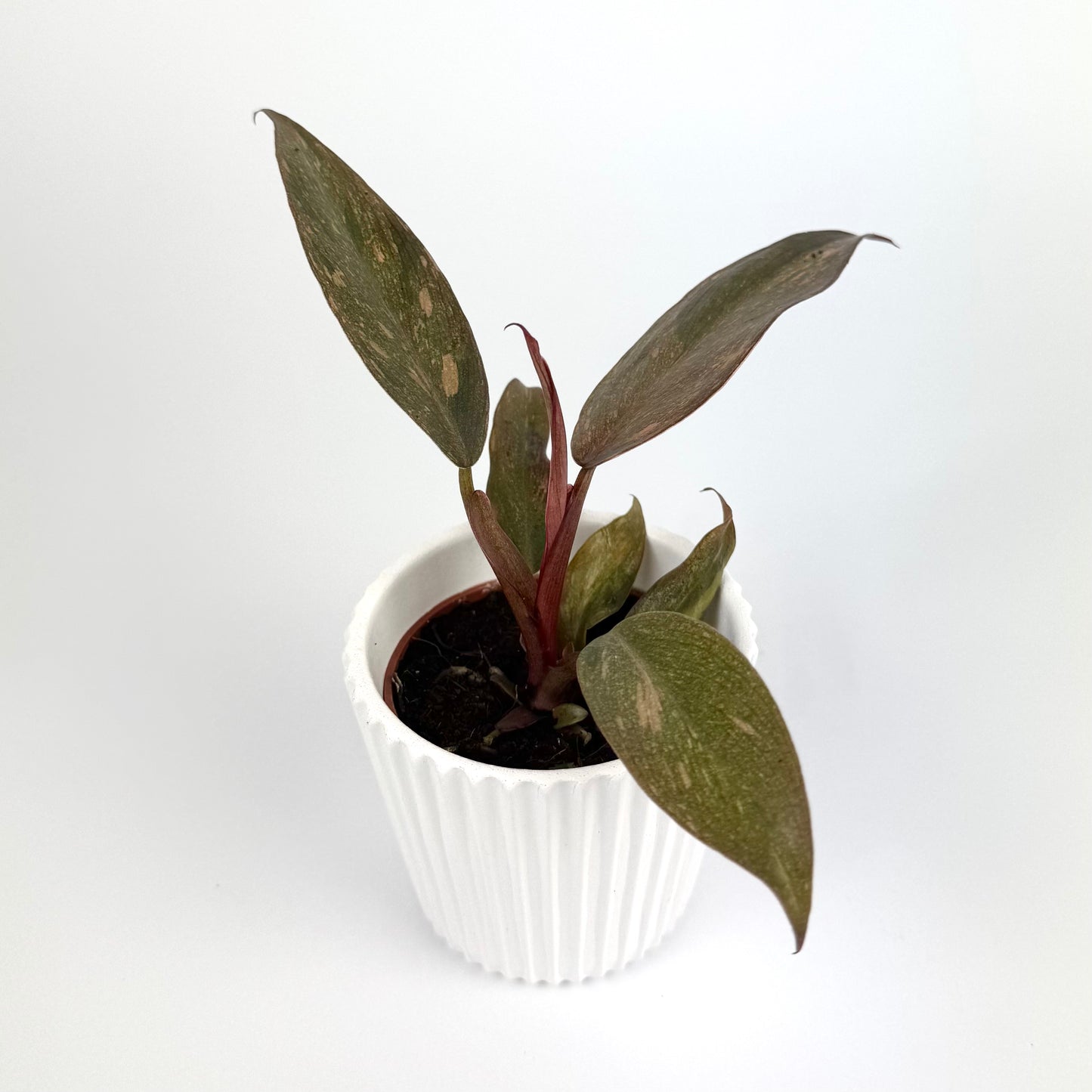 Philodendron Orange Princess 6cm Houseplant