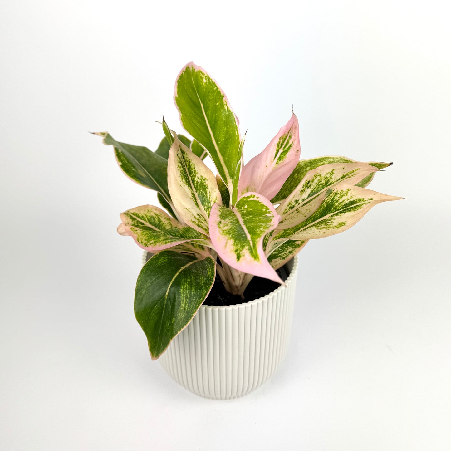 Aglaonema lipstick pink 12cm Houseplant