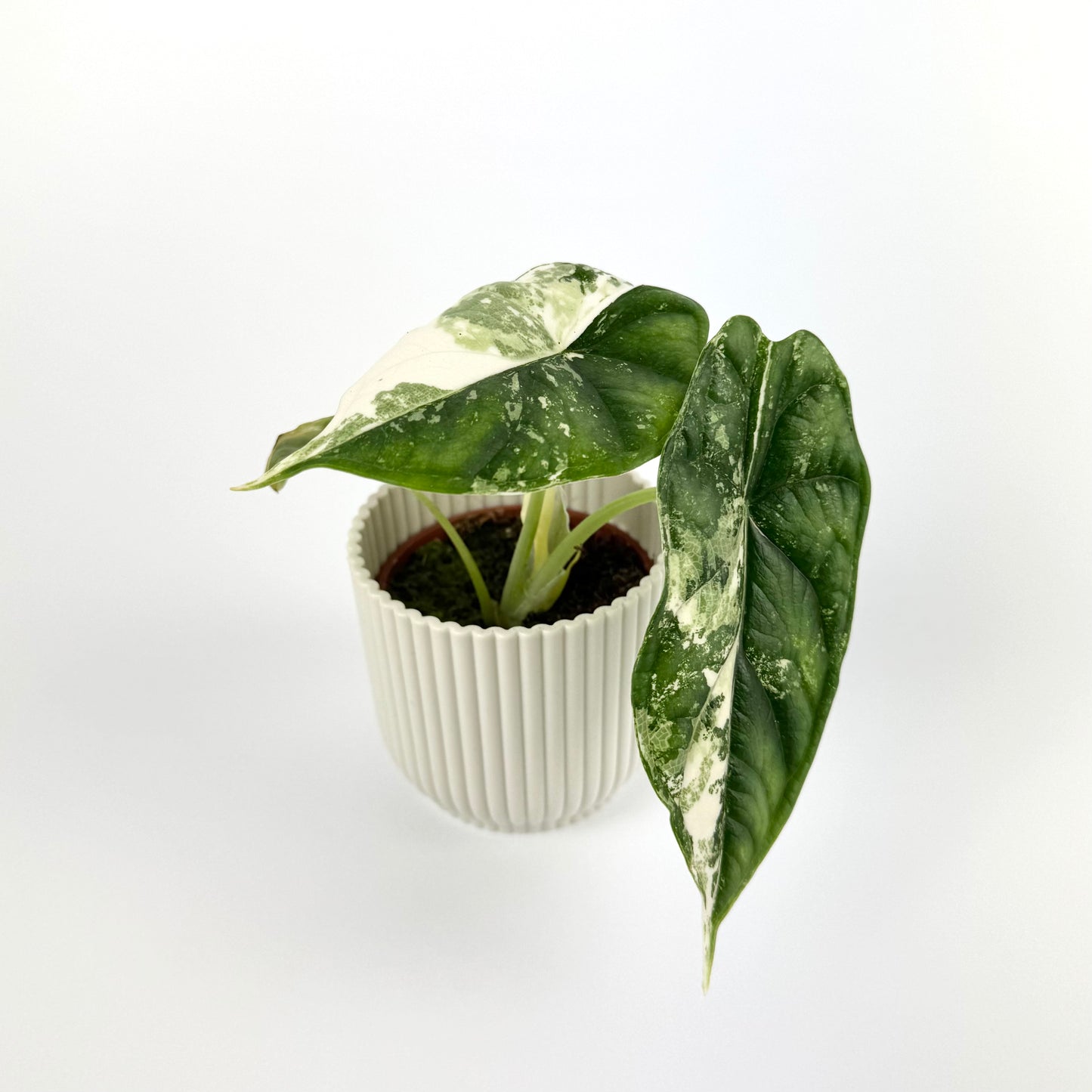 Alocasia Dragonscale Albo 6cm Houseplant