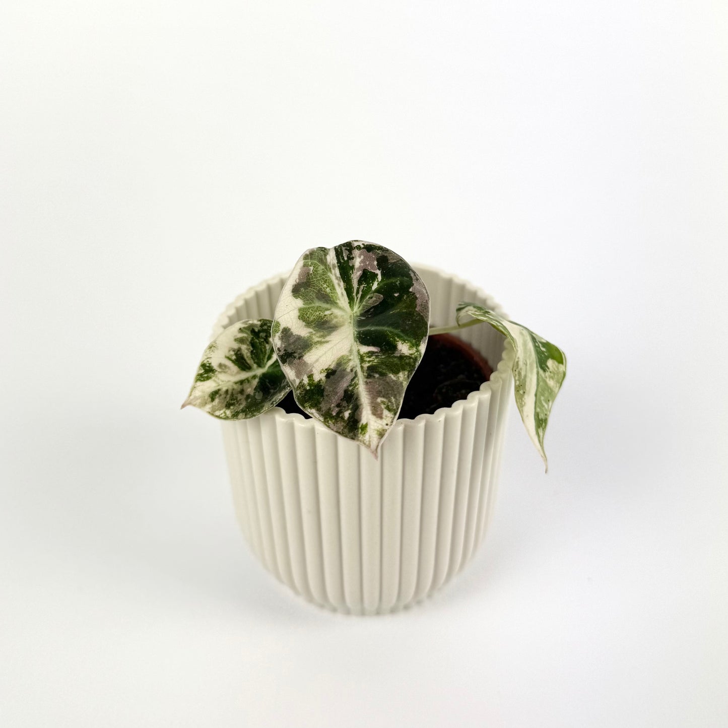 Alocasia Black Velvet Pink Houseplant