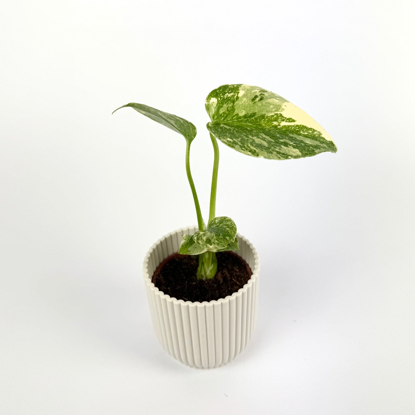 Monstera Legacy 6cm Houseplant