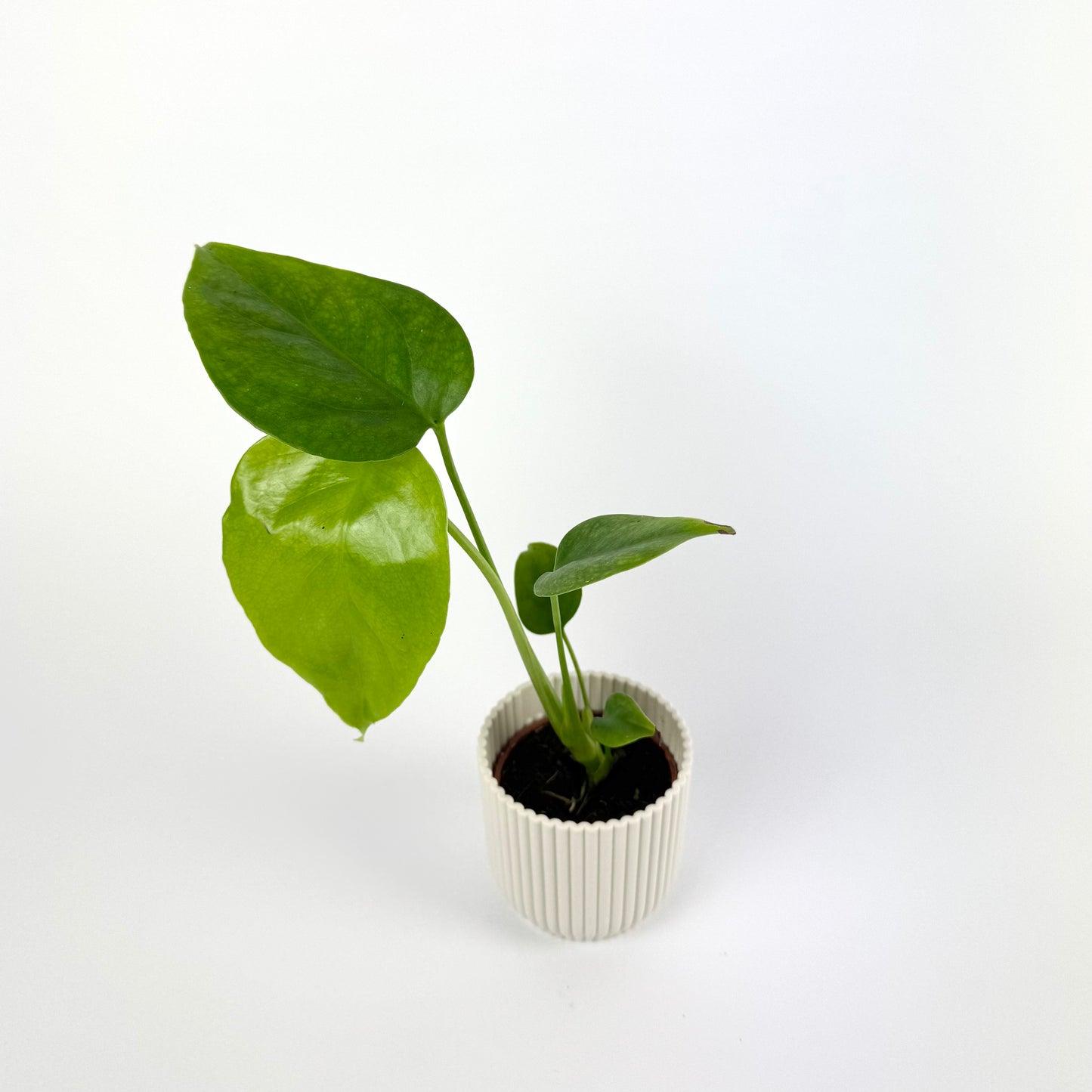 Monstera Sierrana 6cm Houseplant