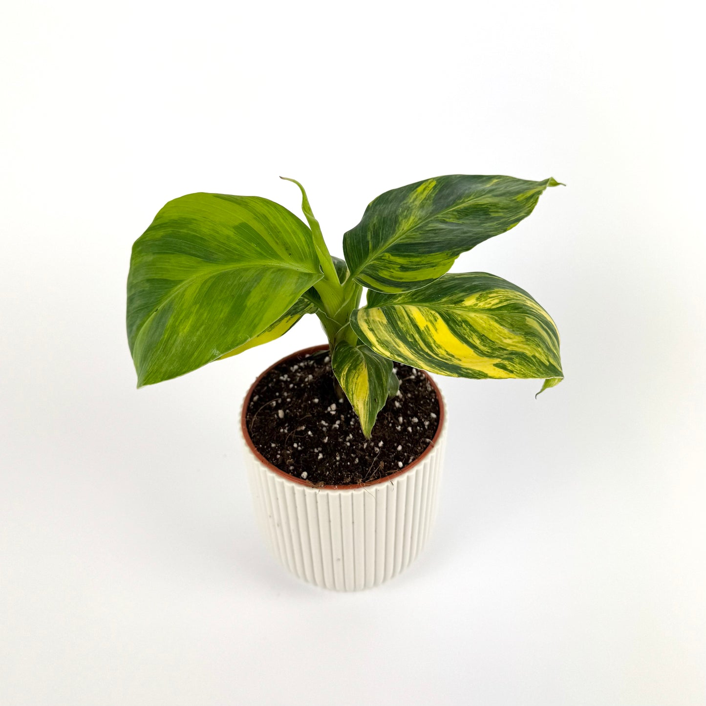 Musa Aurea 9cm Houseplant