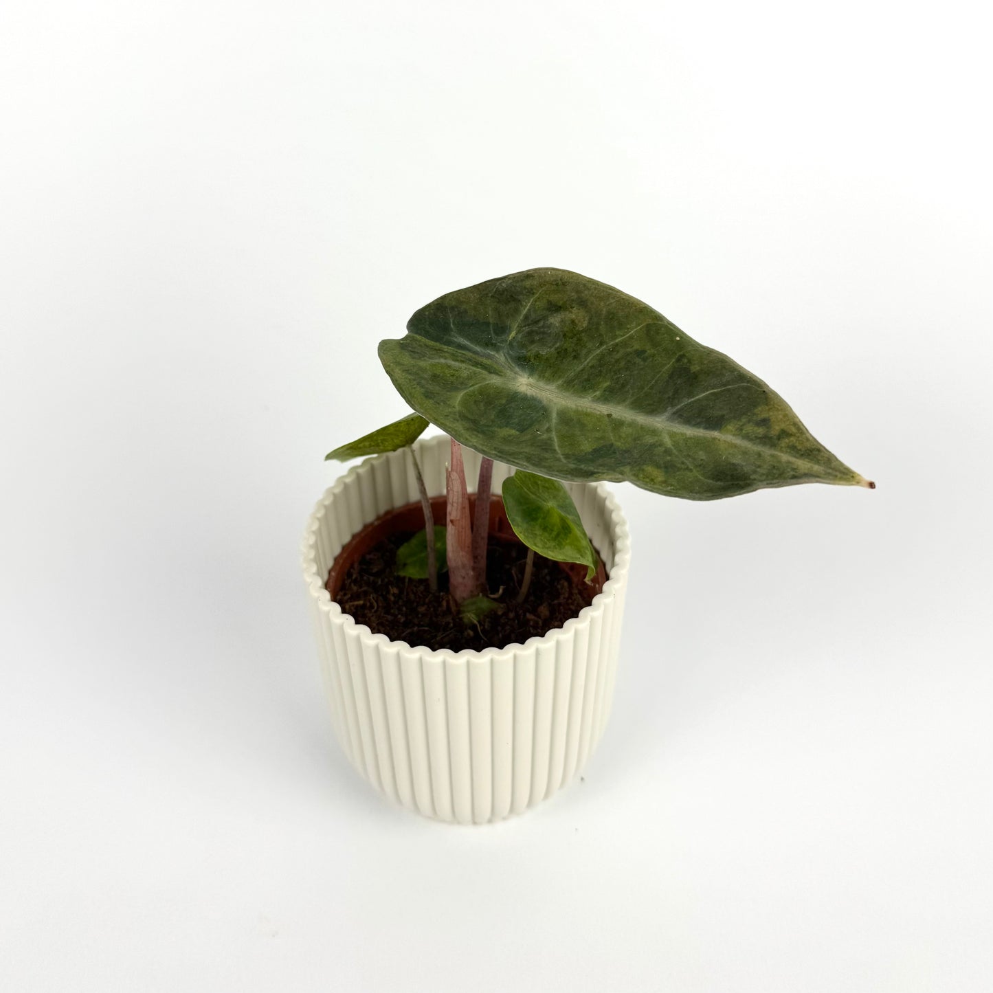 Alocasia Nairobi Nights 6cm Houseplant