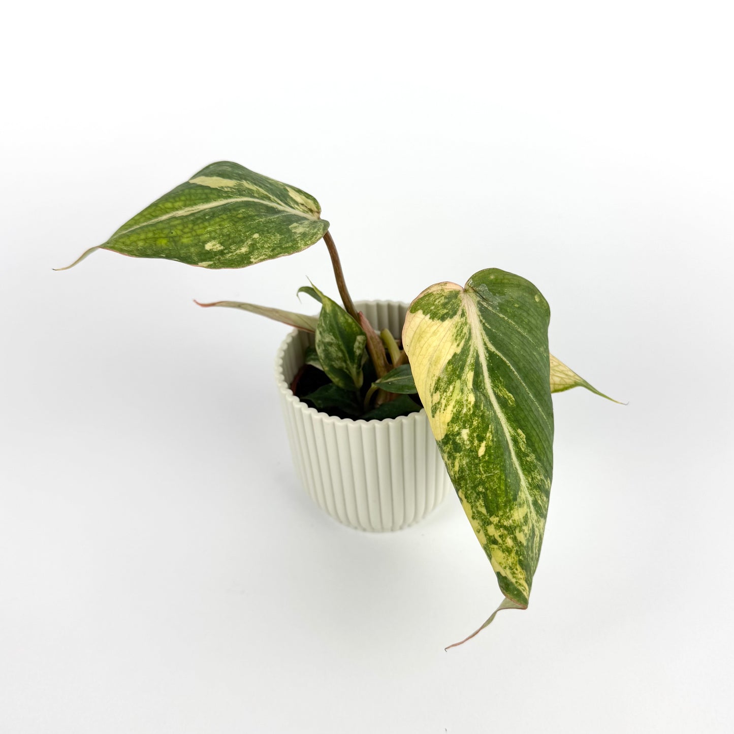 Philodendron Gloriosum Variegated 6cm Houseplant