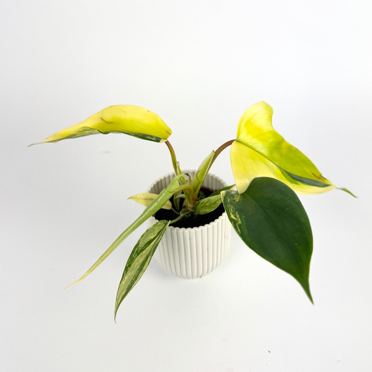 Philodendron Florida Beauty 6cm Houseplant