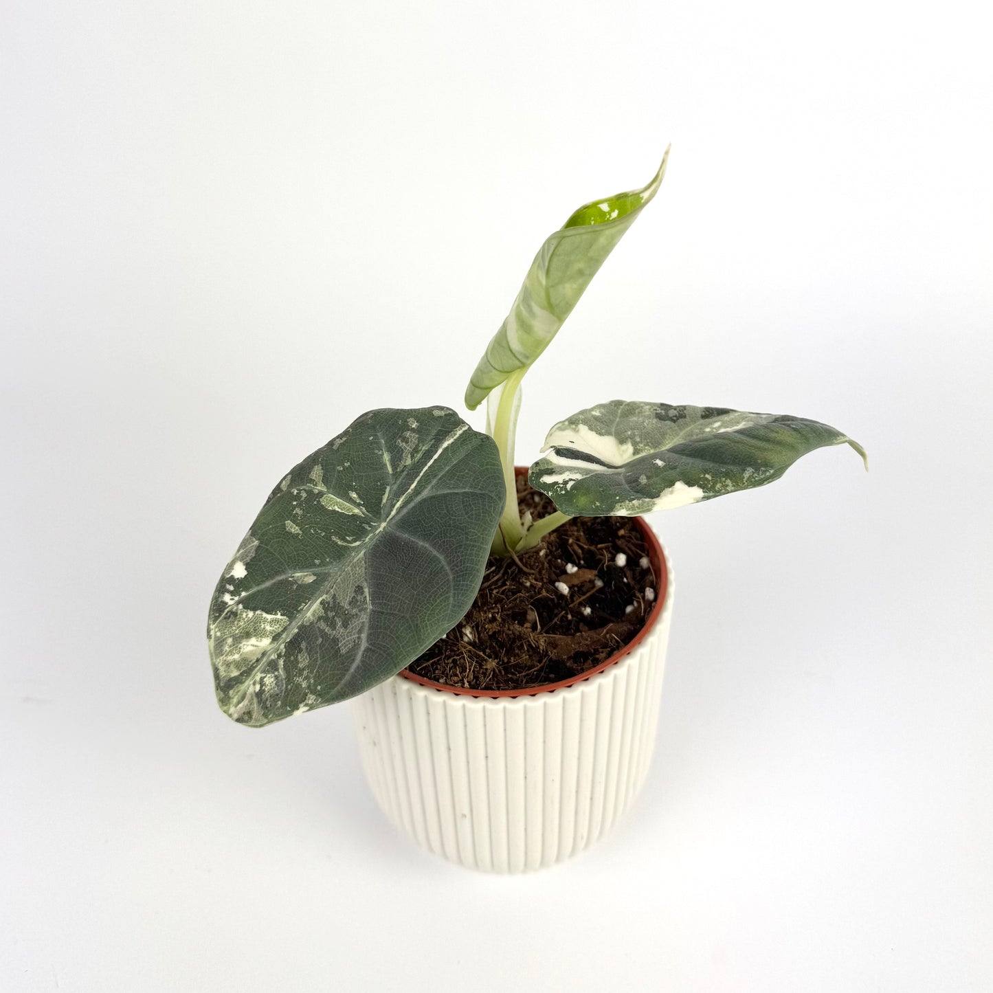 Alocasia Maharani Albo Variegated 6cm Houseplant