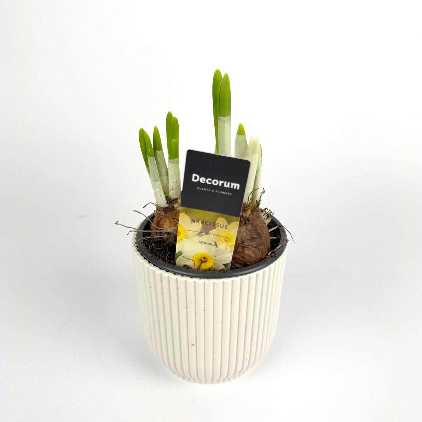 Daffodils - Narcissus ‘Minnow’ 9cm 3x bulb pot