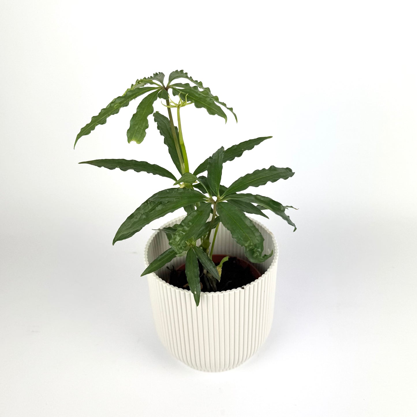 Anthurium Polyschistum 10.5cm Houseplant