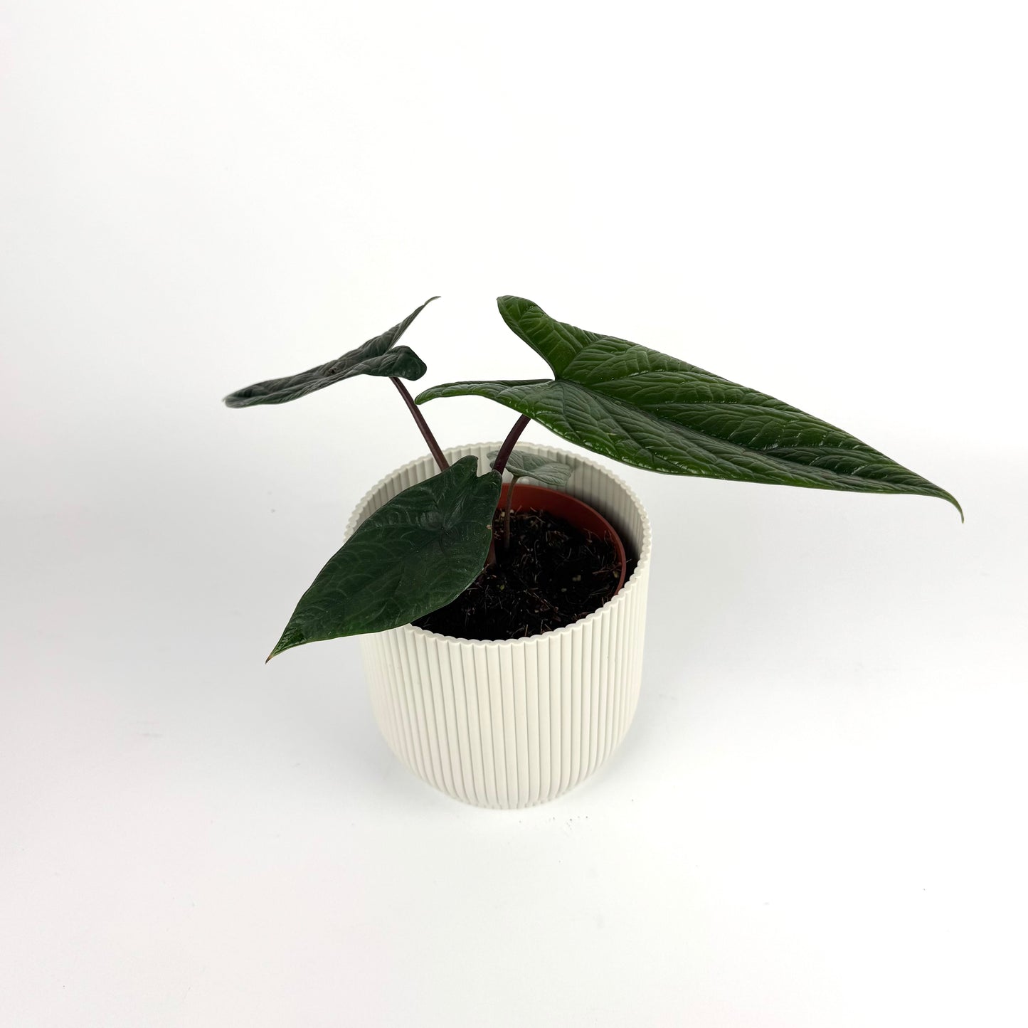 Alocasia Scalprum 12cm Pot Size Houseplant