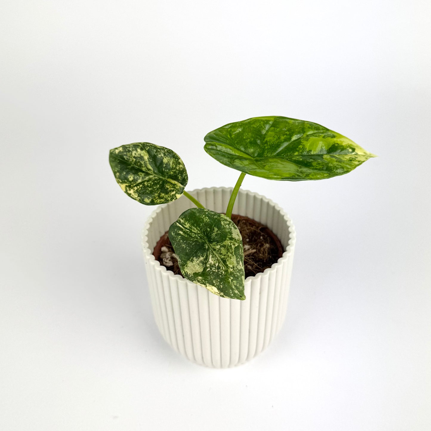 Alocasia Sinuata Aurea 6cm Houseplant