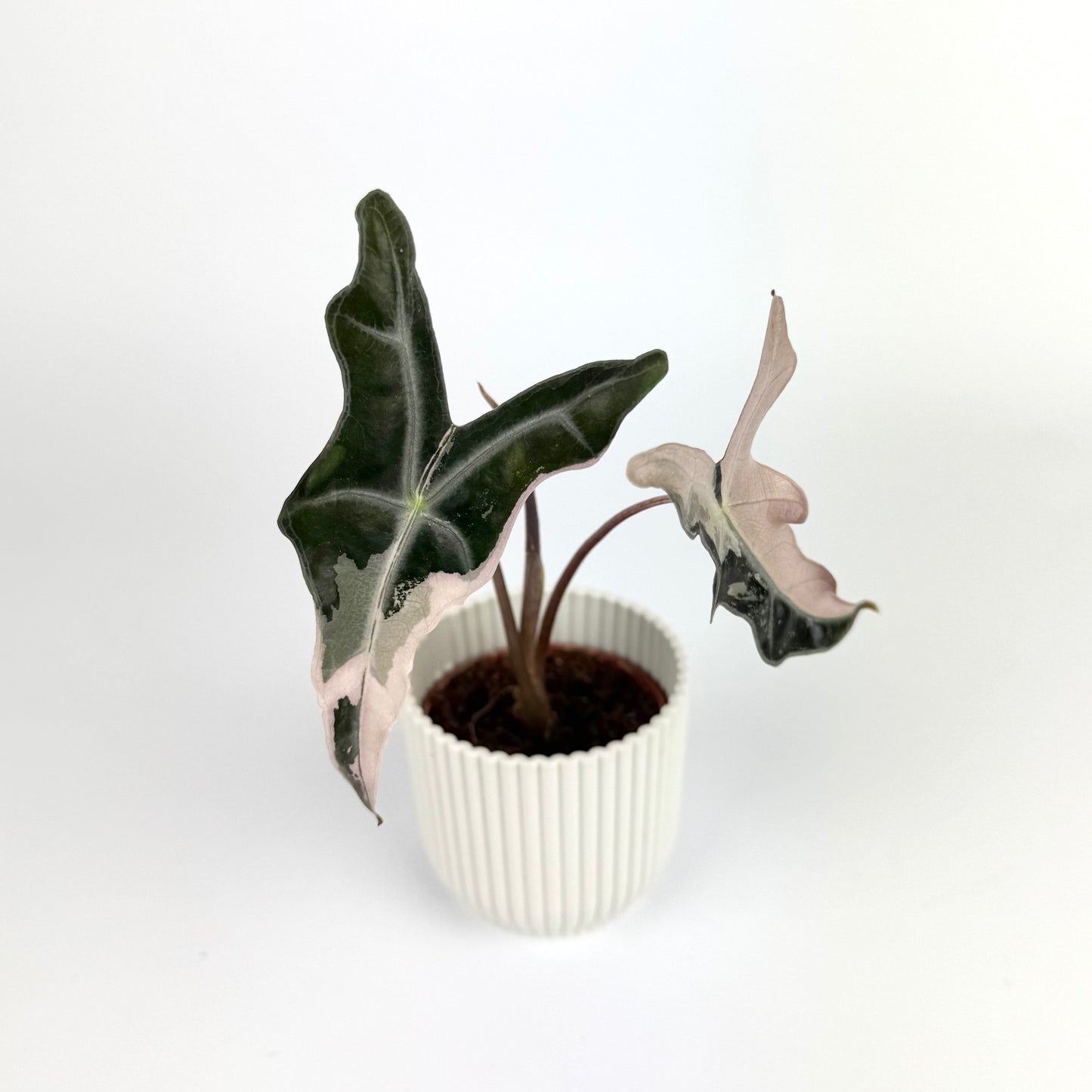 Alocasia Nobilis Pink 6cm Houseplant