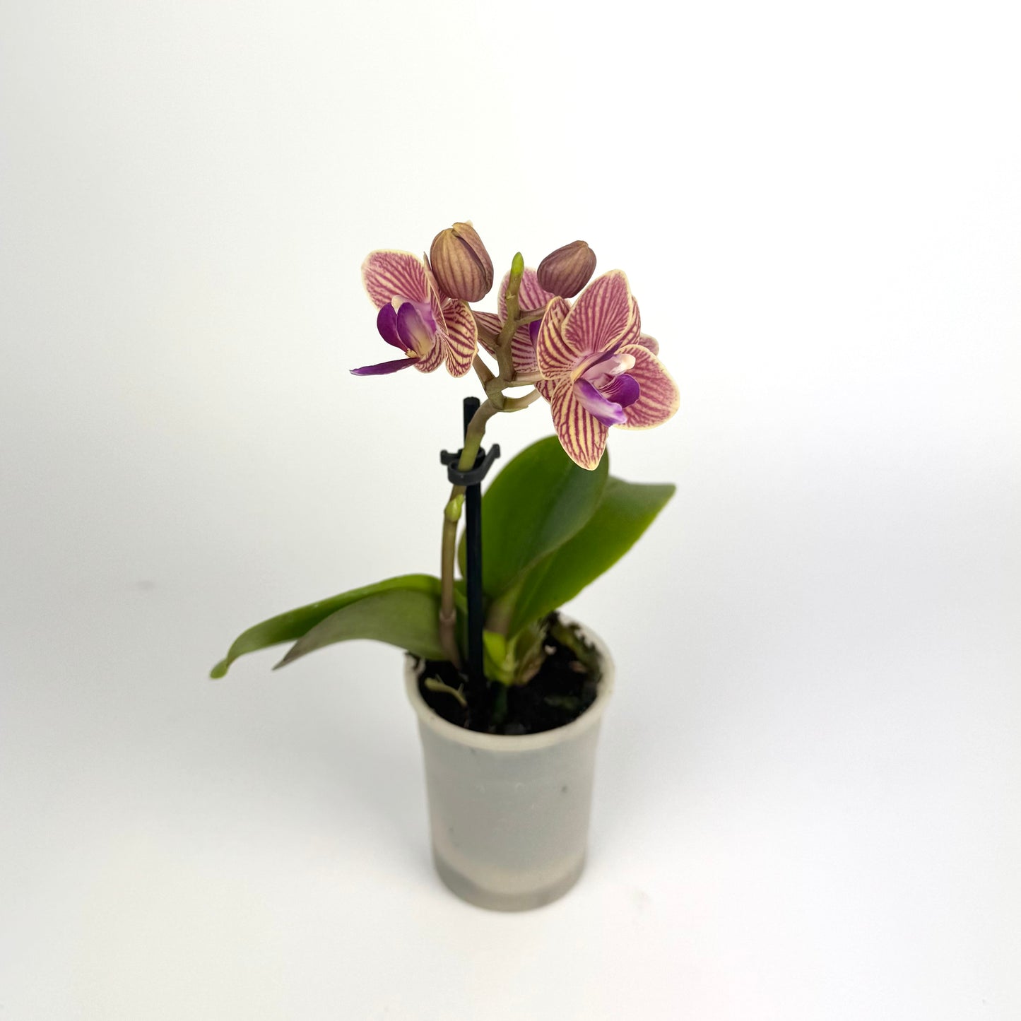 Phalaenopsis Orchid 6cm Pot Size Houseplant