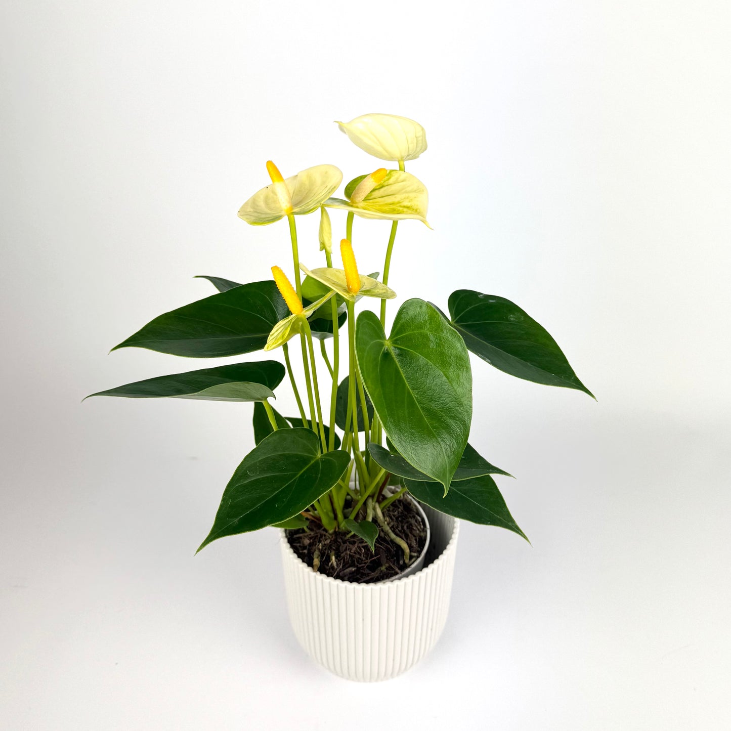 Anthurium 9cm Pot Size Houseplant
