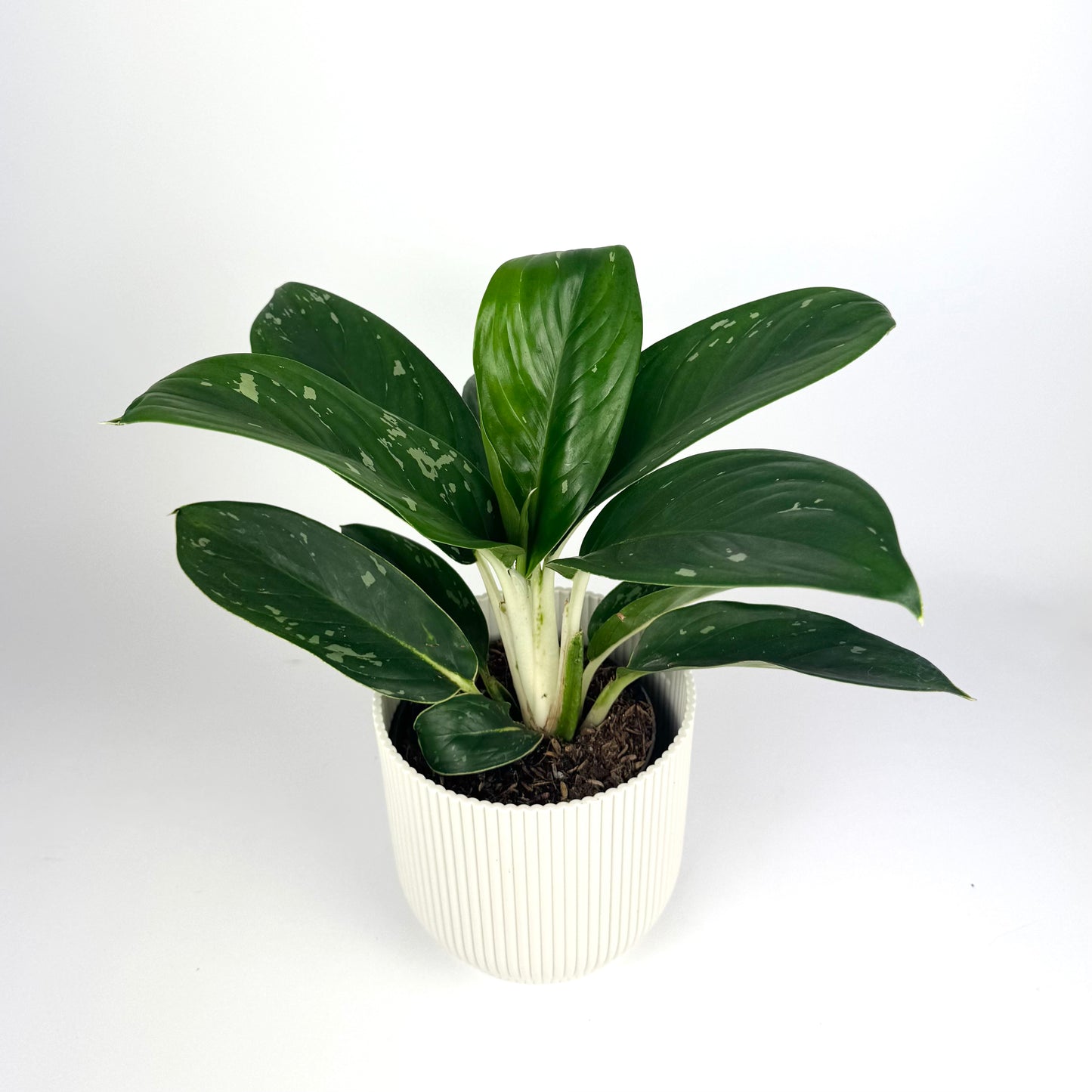 Aglaonema silver freckles 12cm Houseplant