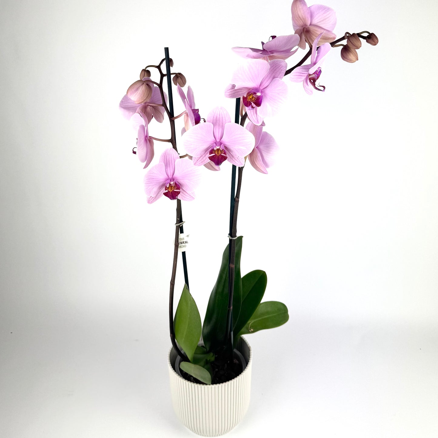 Mother's Day Phalanopsis Orchid 12cm Houseplant