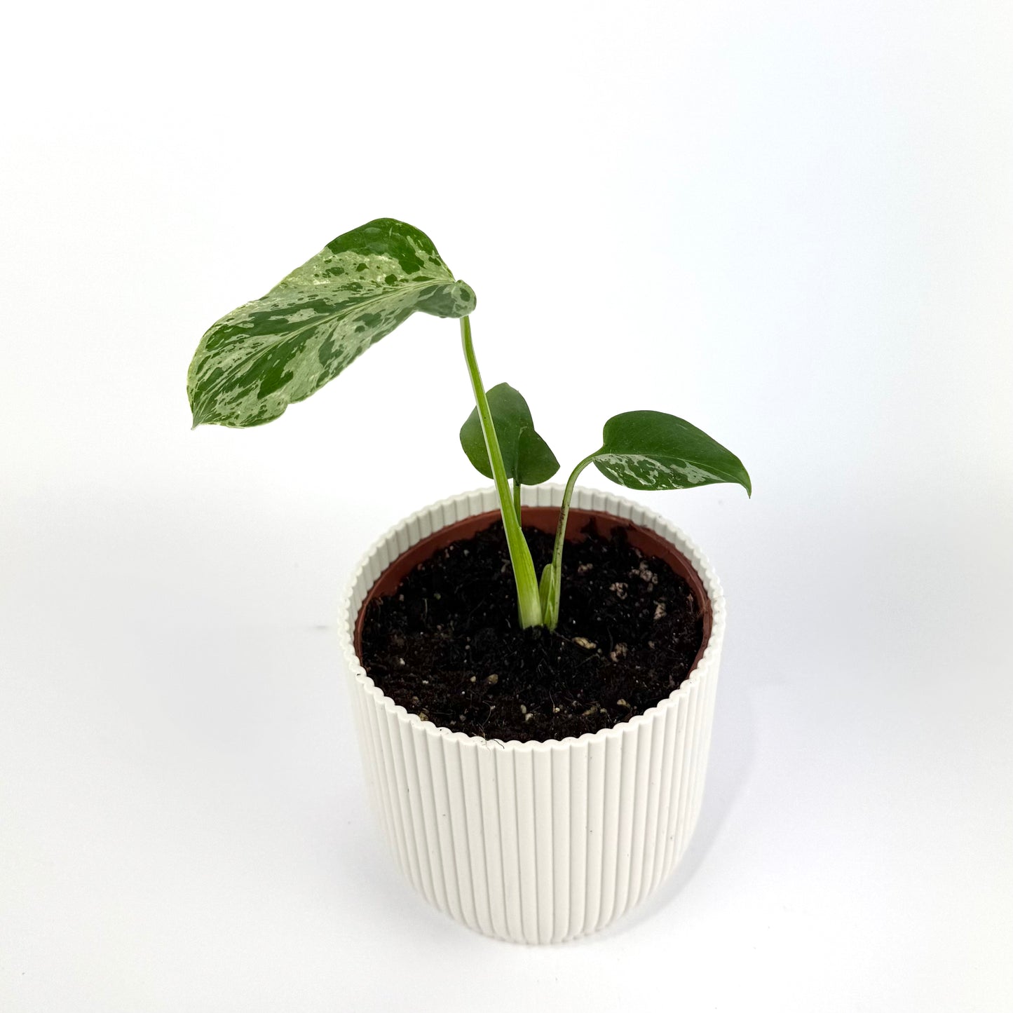 Monstera Bulbasaur 10.5cm Houseplant