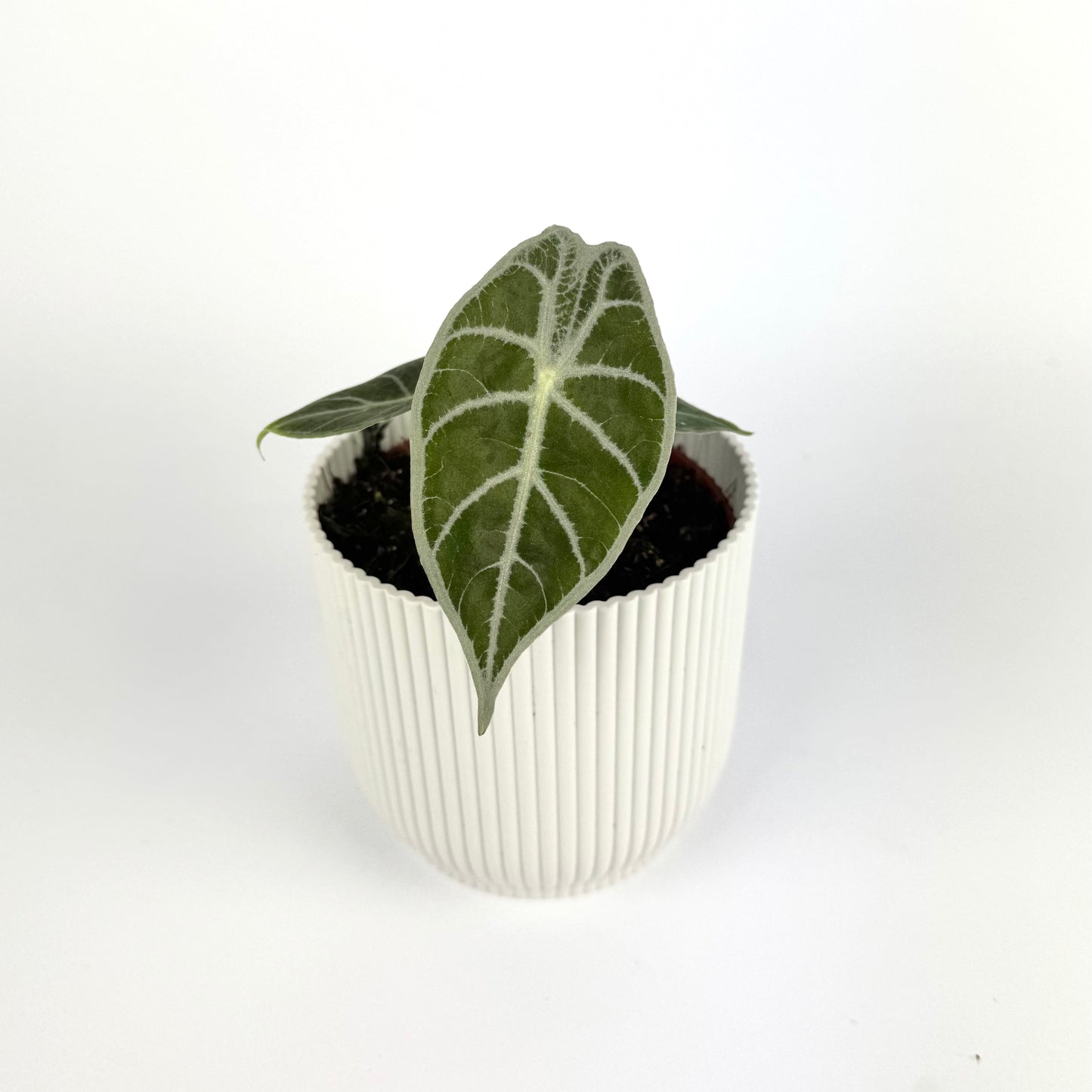 Alocasia Watsonia Lightning 10.5cm Houseplant