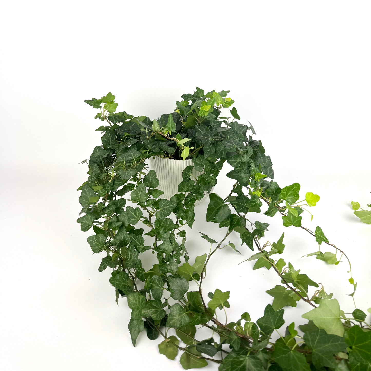 Hedera Wonder 13cm Houseplant
