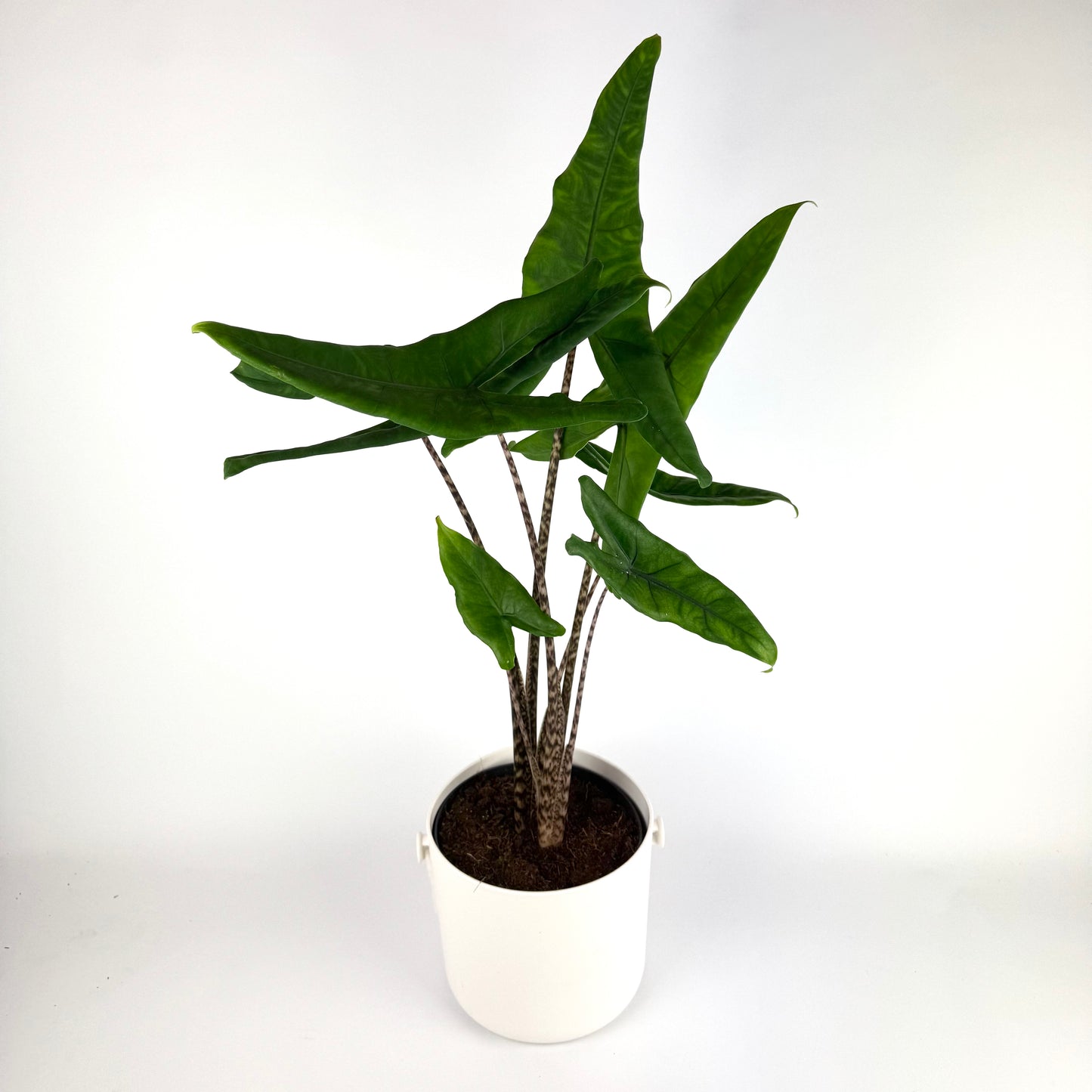 Alocasia Tigrina 17cm Houseplant