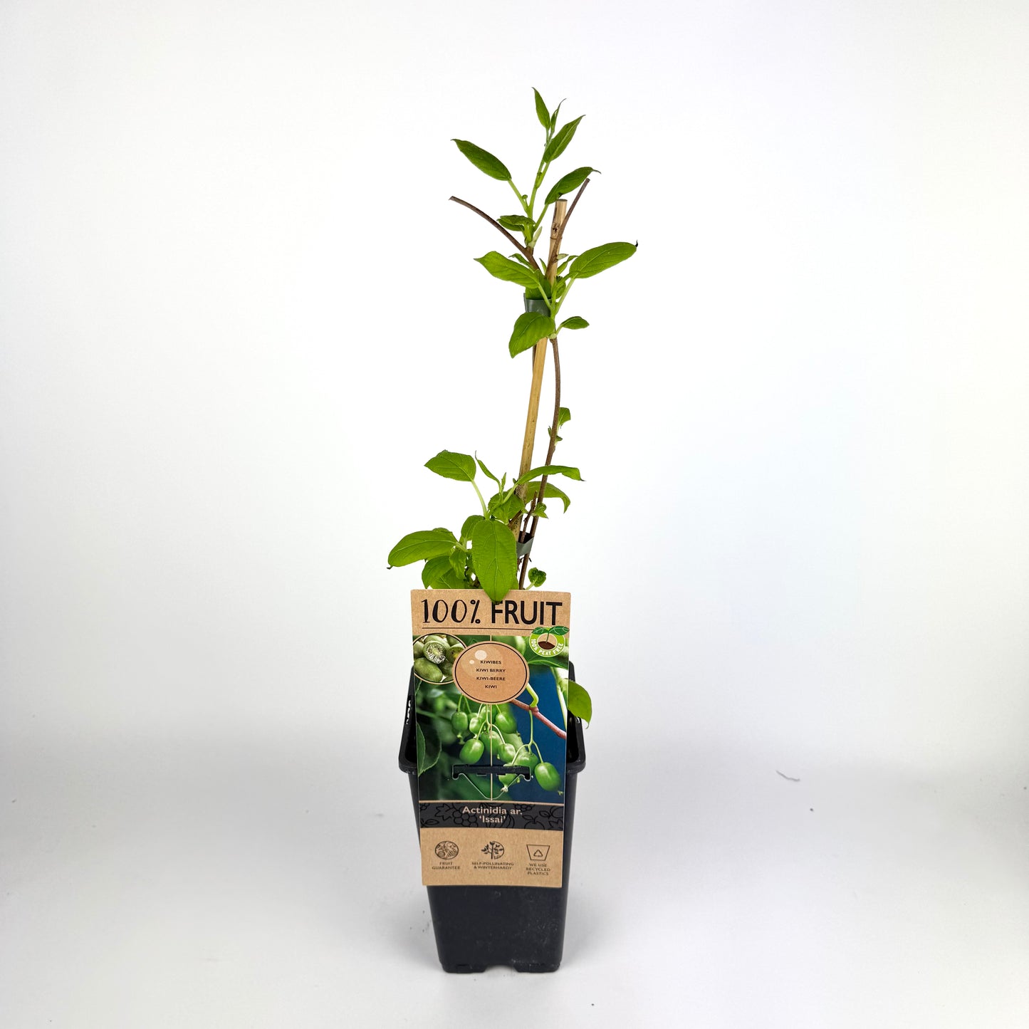 Actinidia Arguta Kiwiberry 15cm Outdoor Plant