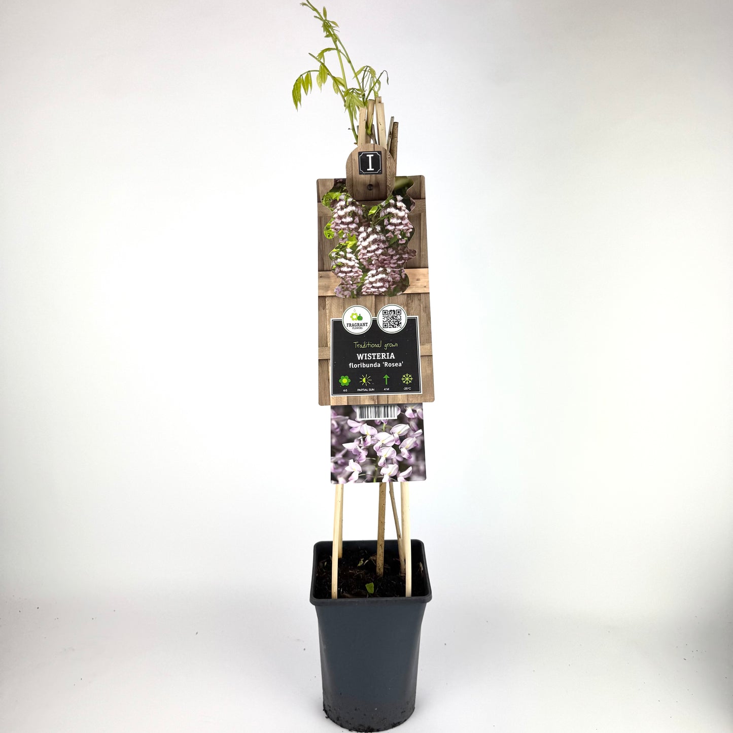 Wisteria Floribunda Rosea 17cm Outdoor plant