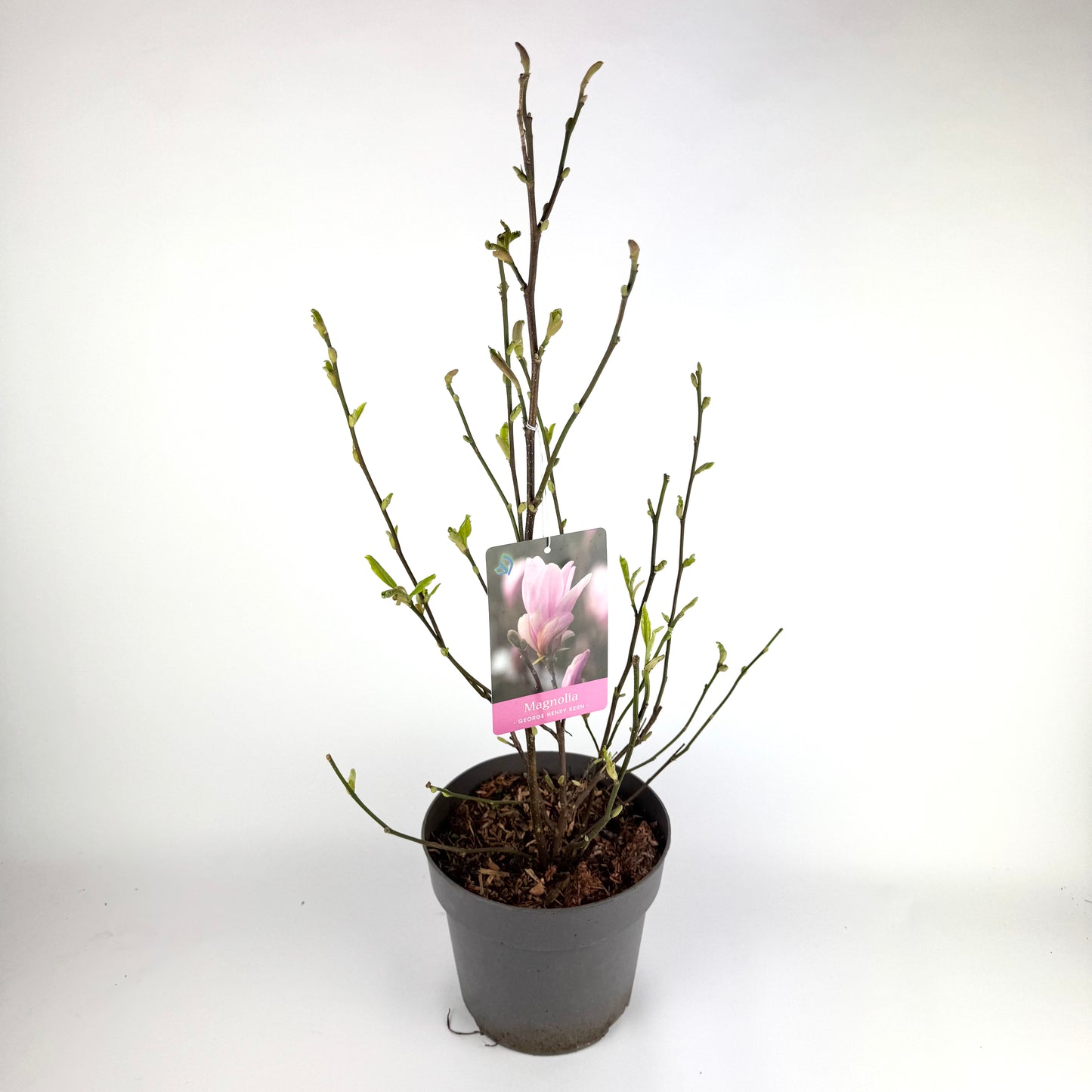 Magnolia 'George Henry Kern' pink 19cm Outdoor plant