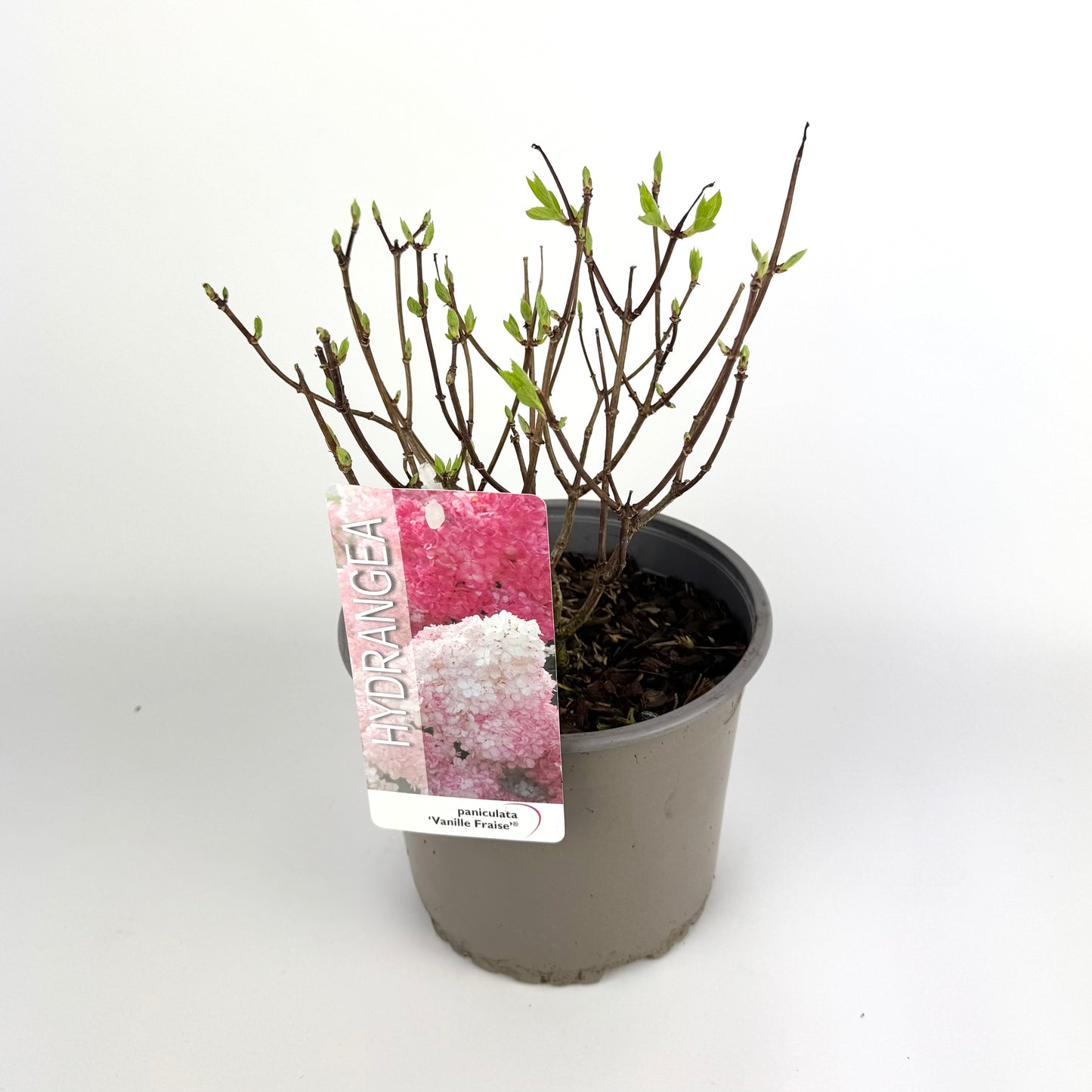 Hydrangea paniculata ‘Vanille Fraise’ 19cm Outdoorplant