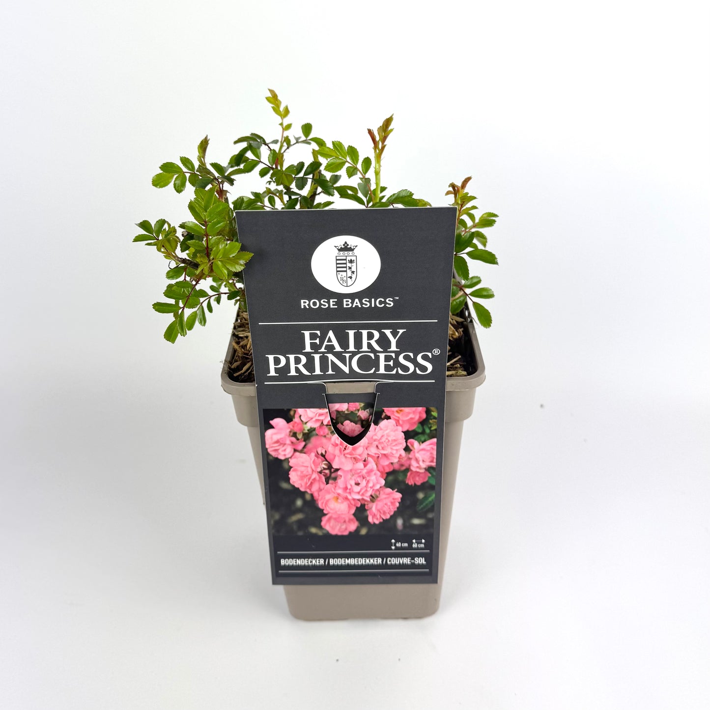 Rosa Fairy Princess Pink 17cm Outdoor plant