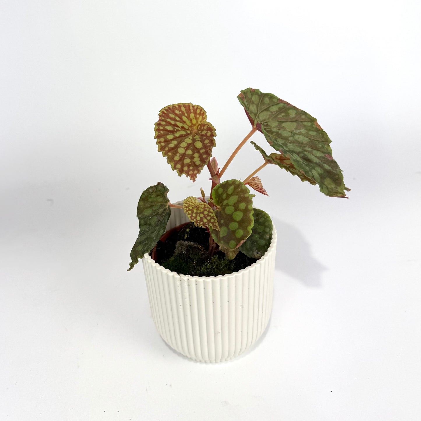 Begonia Chlorosticta 8cm Houseplant