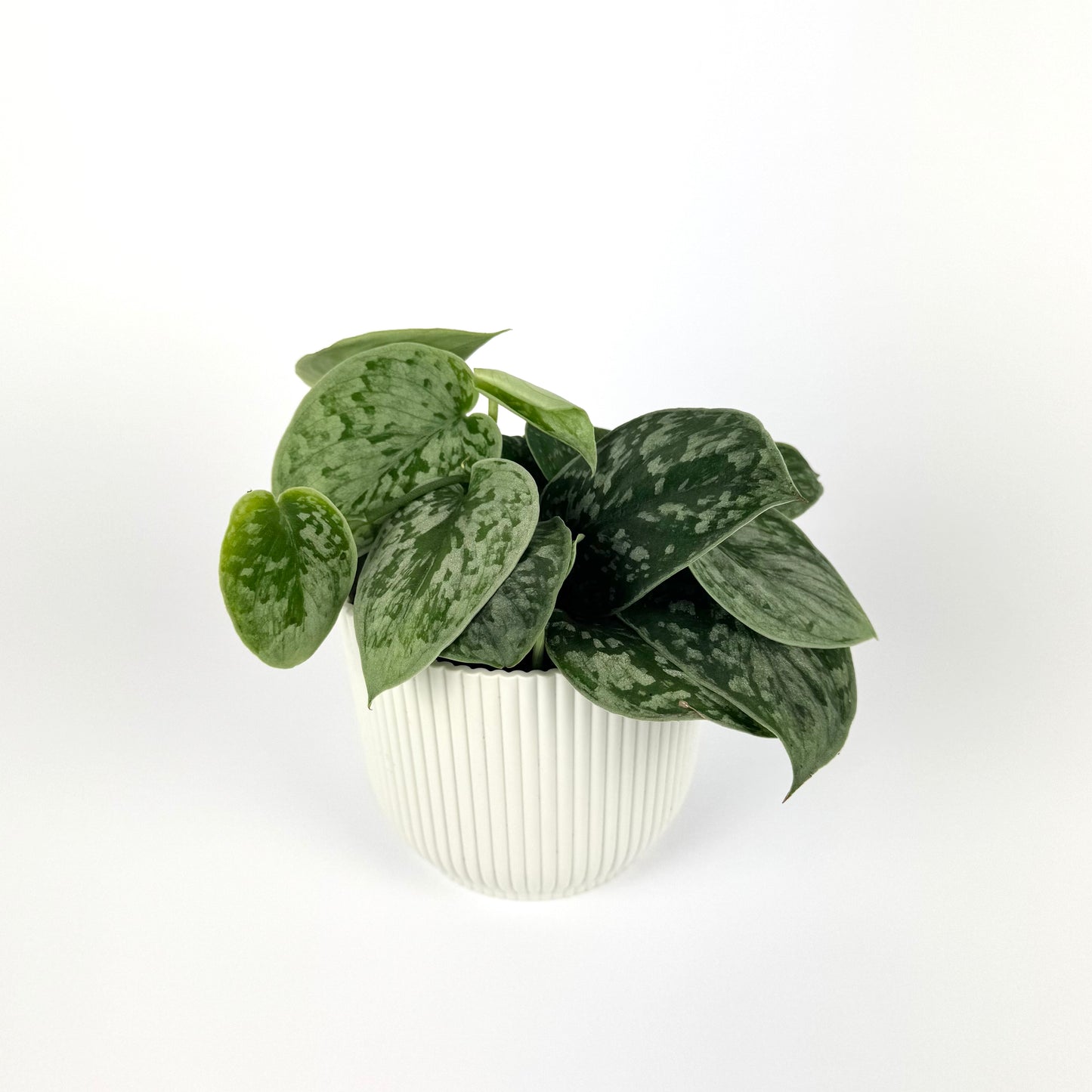 Scindapus Silvery Ann 11cm Houseplant