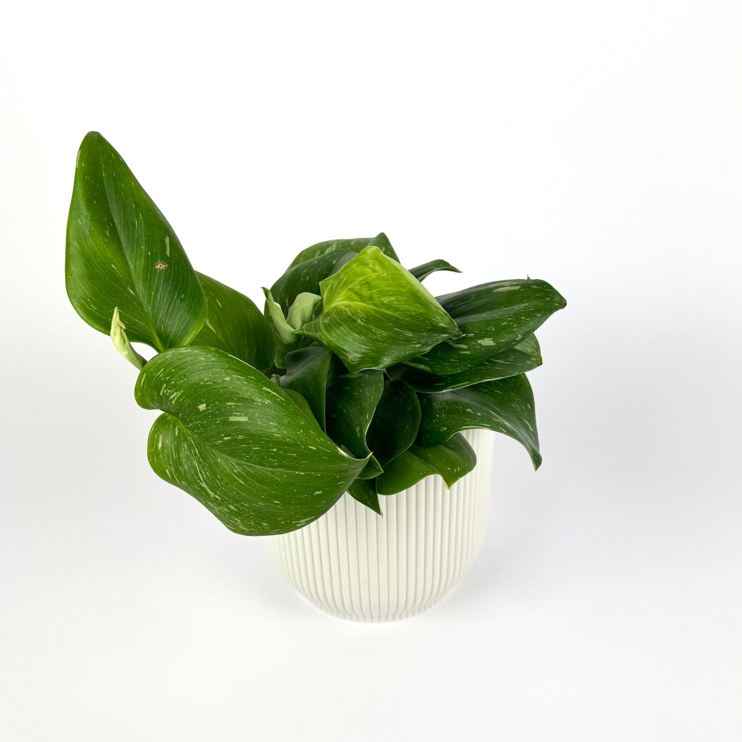 Epipremnum Rubicorn 12cm Pot Size Houseplant