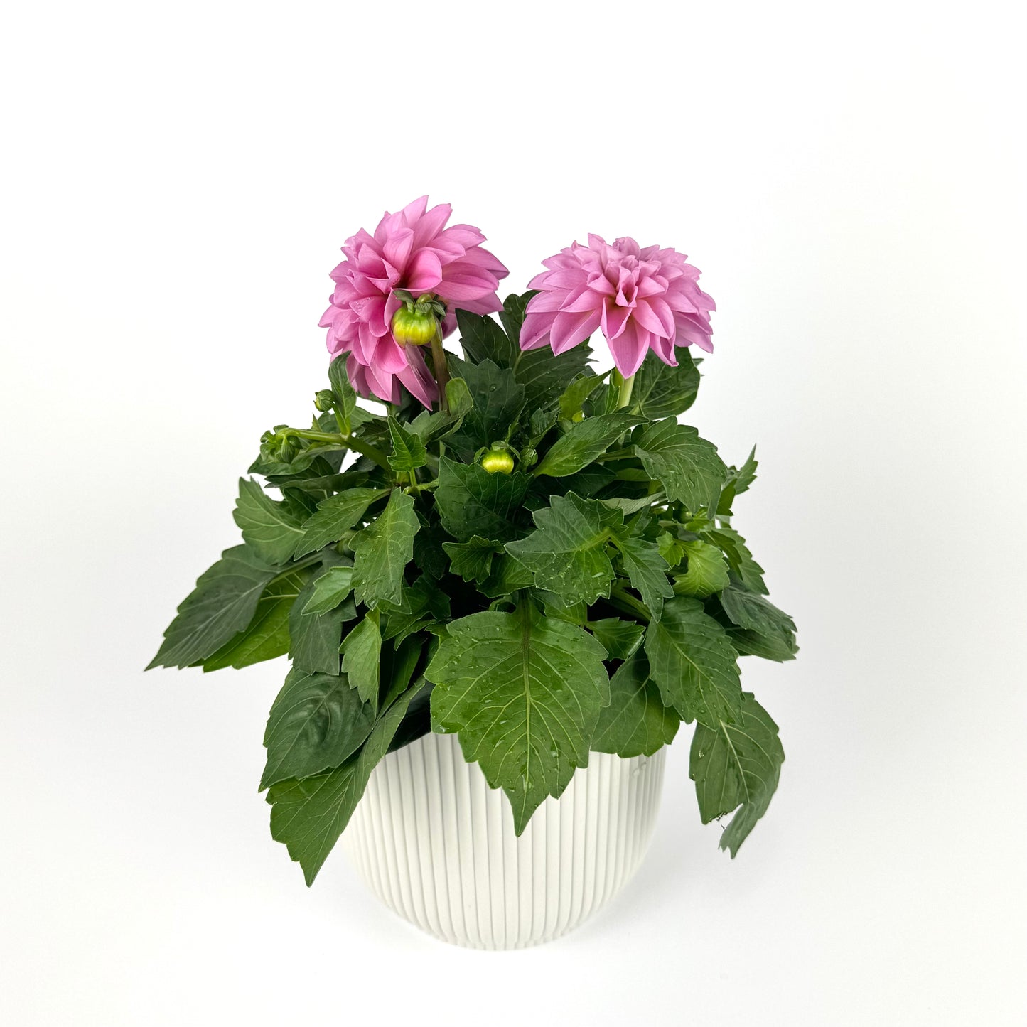 Dahlia Dahlietta Emily Pink 12cm Outdoor Plant