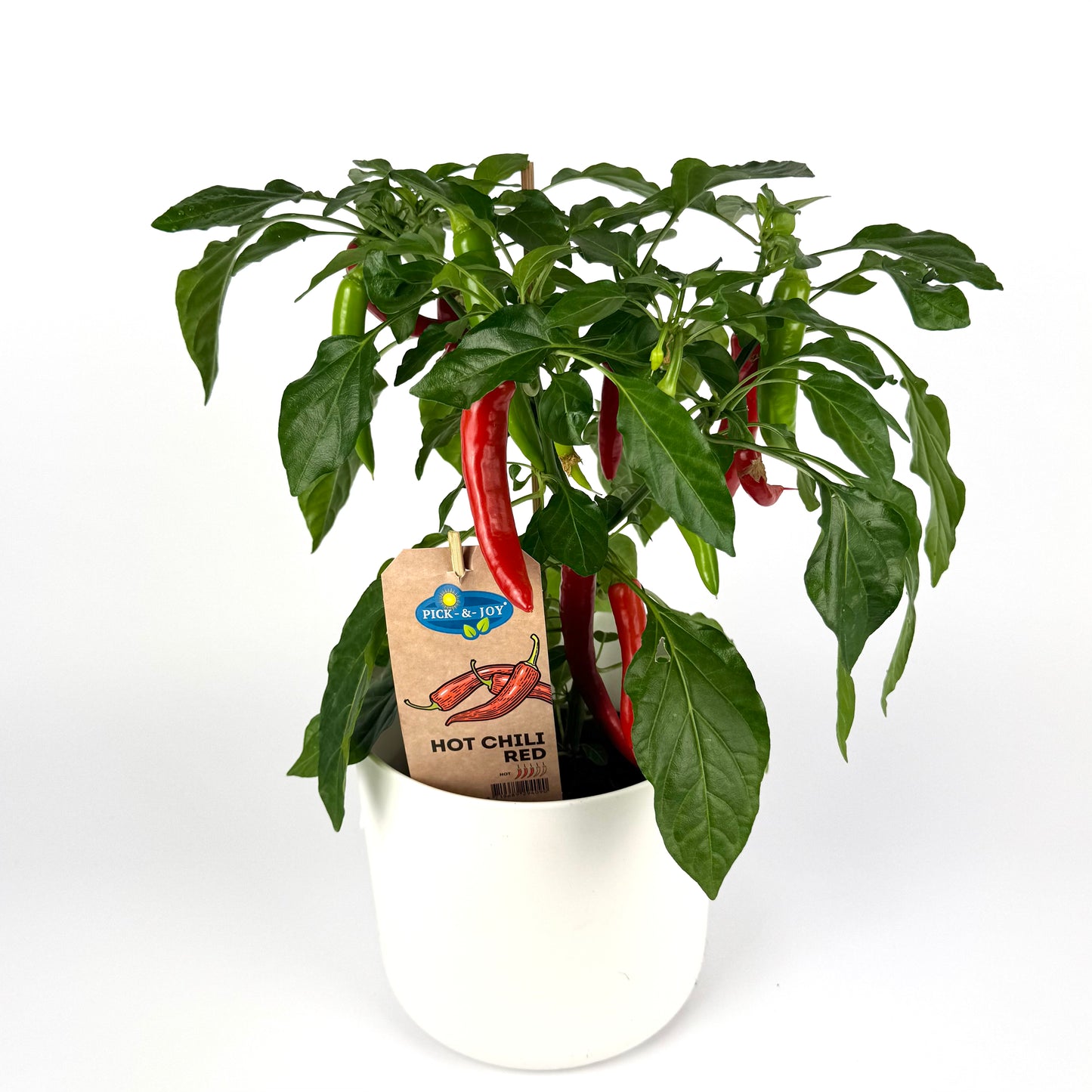 Capsicum Red Chilli 14cm Vegetable plant